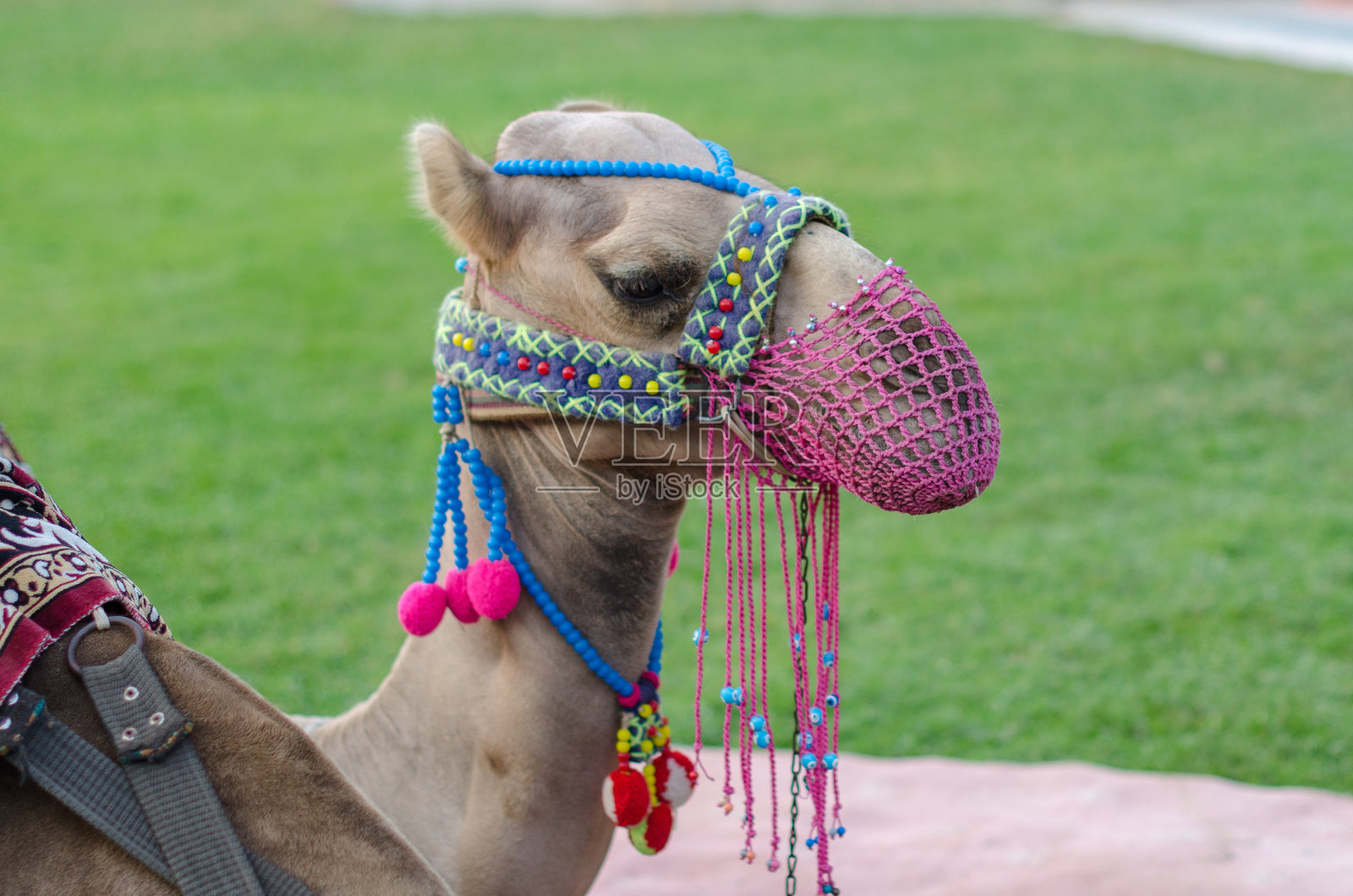 草地上一只有着粉红色网格脸的骆驼的头照片摄影图片