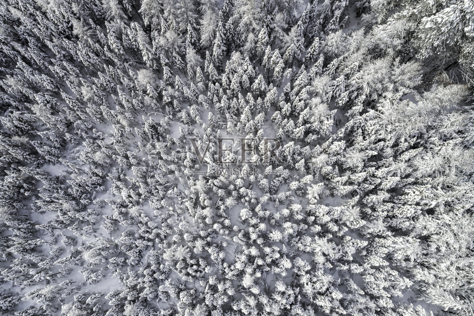 空中从上到下的图像，木树的顶部被冬天的新雪覆盖照片摄影图片