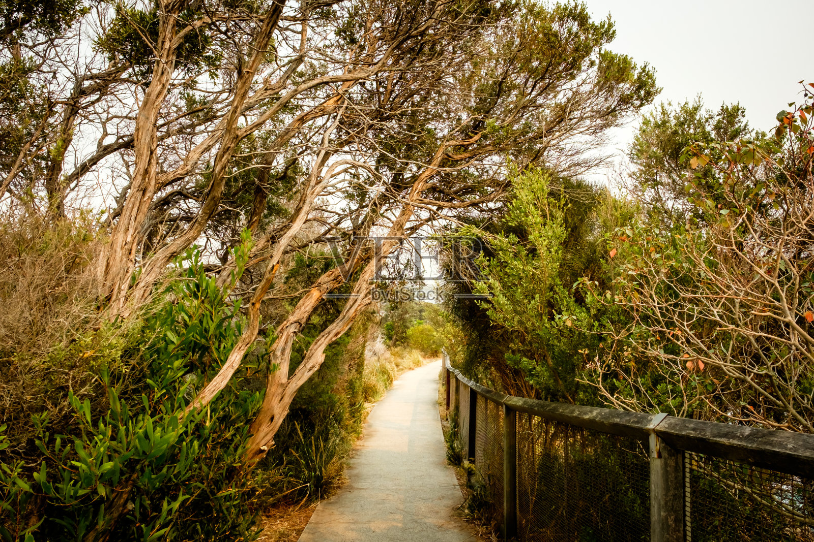 悉尼屈臣斯湾的盖普海洋悬崖的混凝土森林步行道照片摄影图片