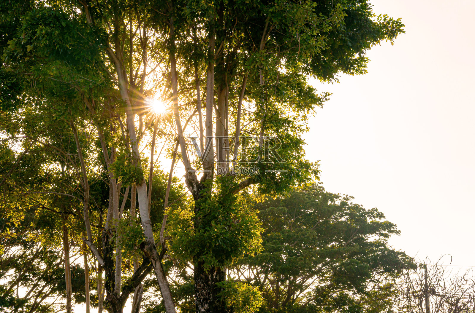 绿色的天然树木森林，通过阳光照射照片摄影图片