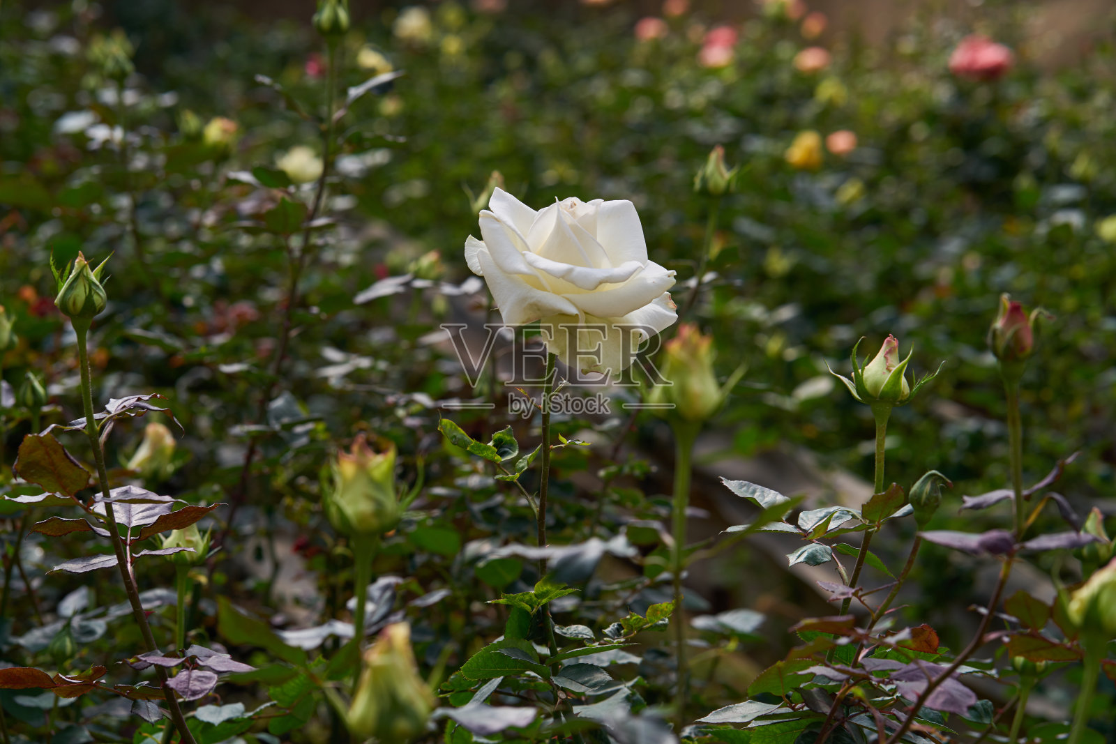 花园里的白玫瑰花照片摄影图片