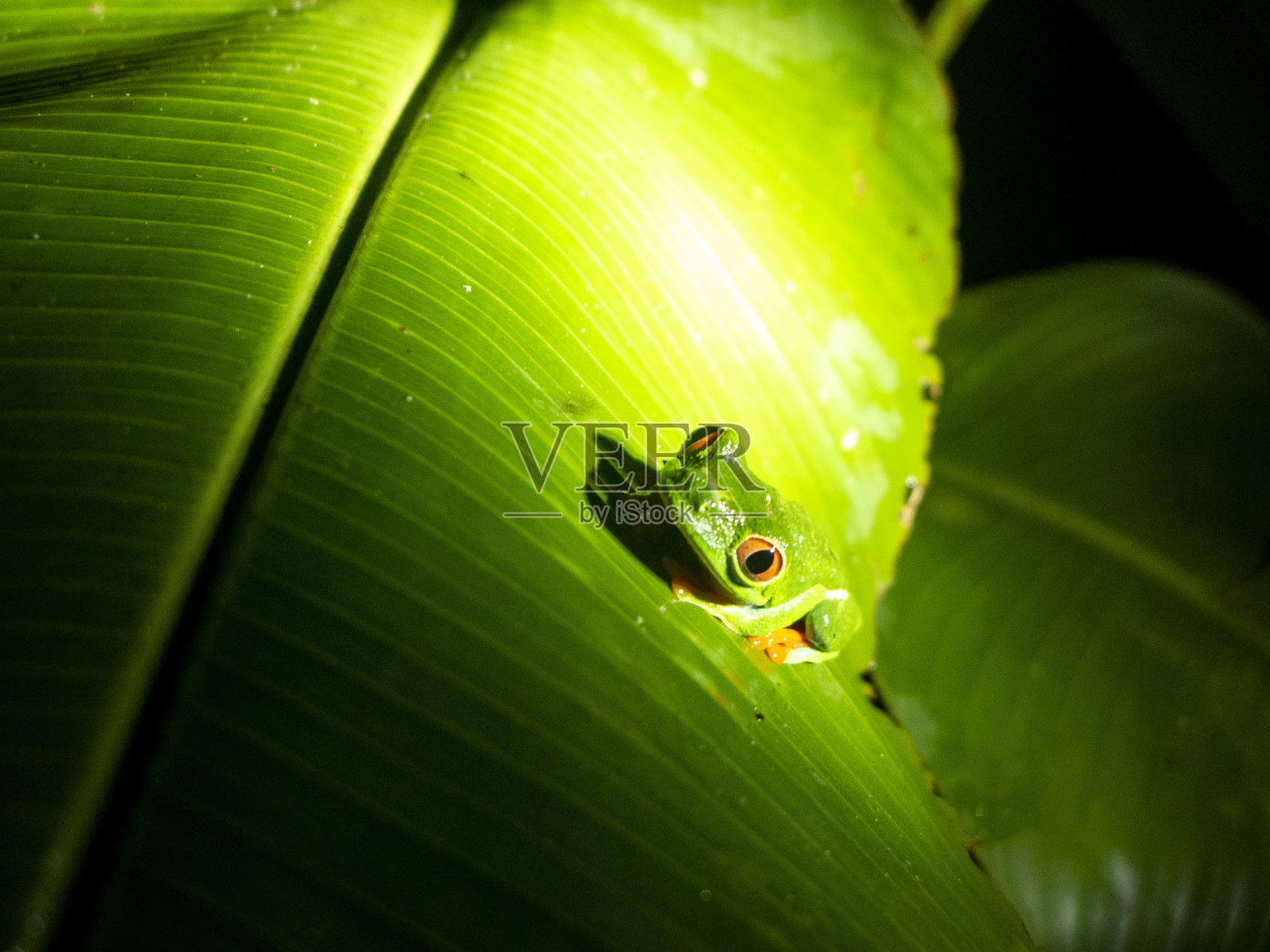徒步穿越哥斯达黎加博卡塔帕达附近的雨林。一只绿色的箭毒蛙坐在香蕉叶上。照片摄影图片