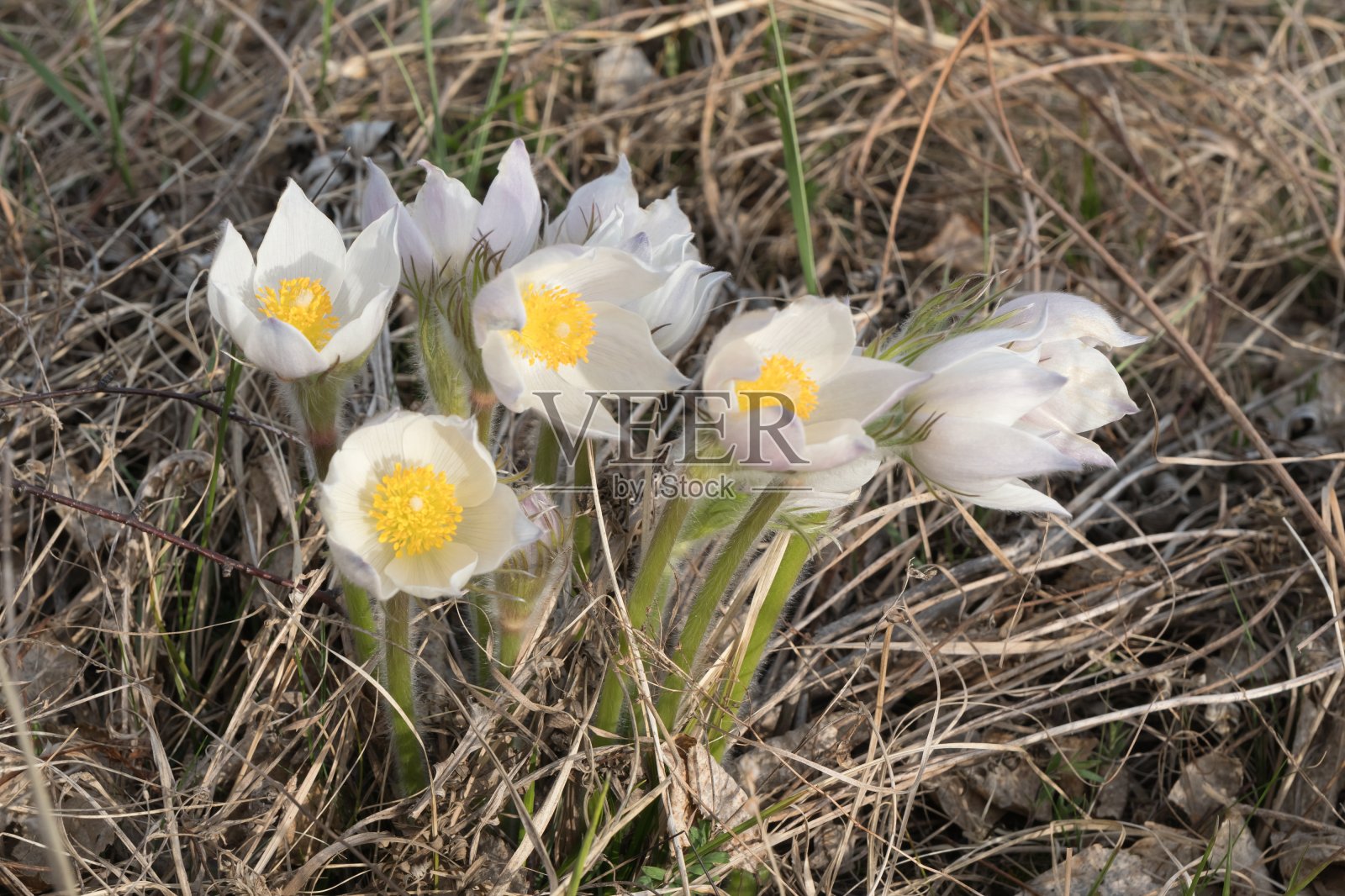 白头翁属的野生白色花，或在早春的干草中开白头翁花。照片摄影图片
