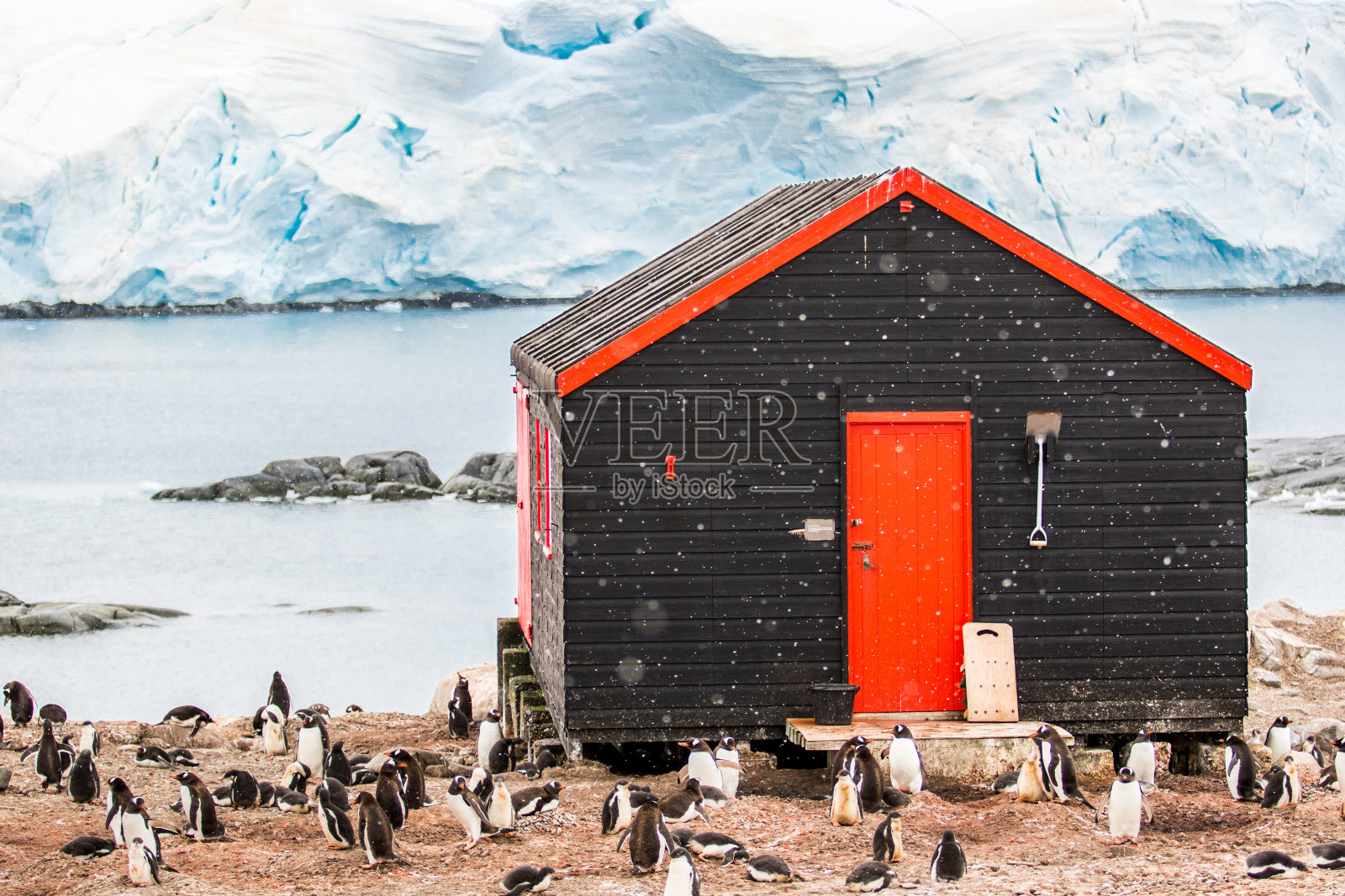 巴布亚企鹅在南极洲的洛克罗伊港附近照片摄影图片
