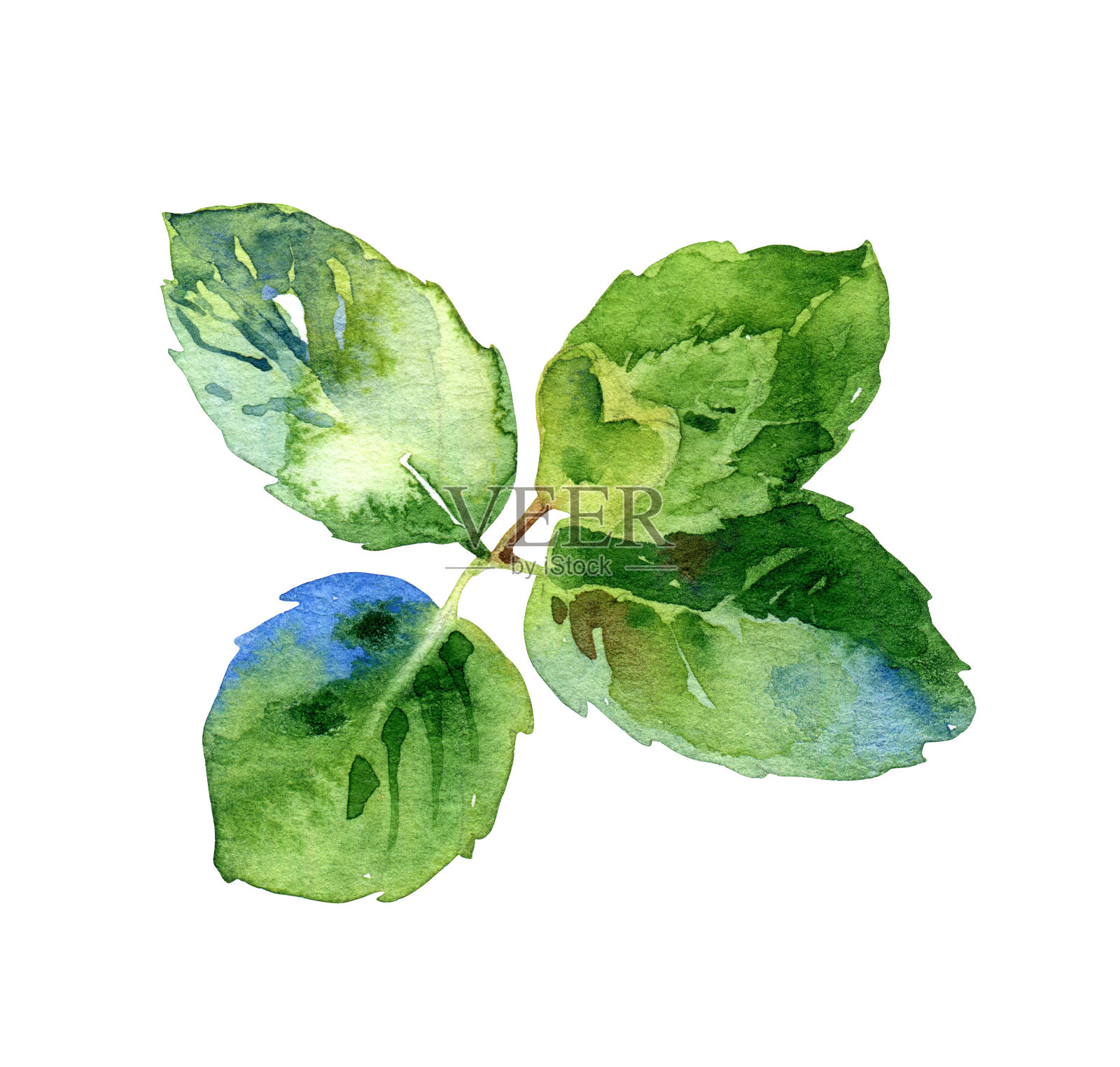 水彩孤立的绿色薄荷叶插画图片素材