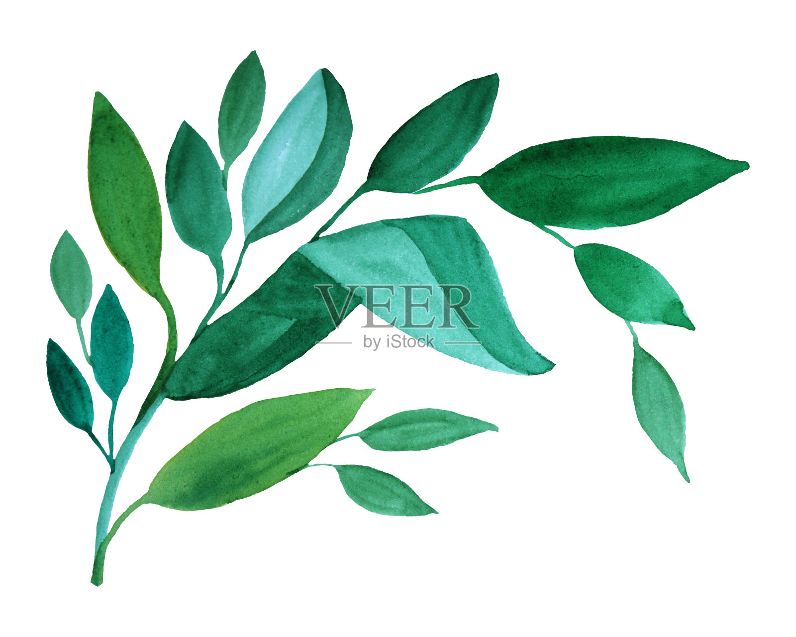 水彩手绘树枝与绿色叶子孤立在白色的背景插画图片素材