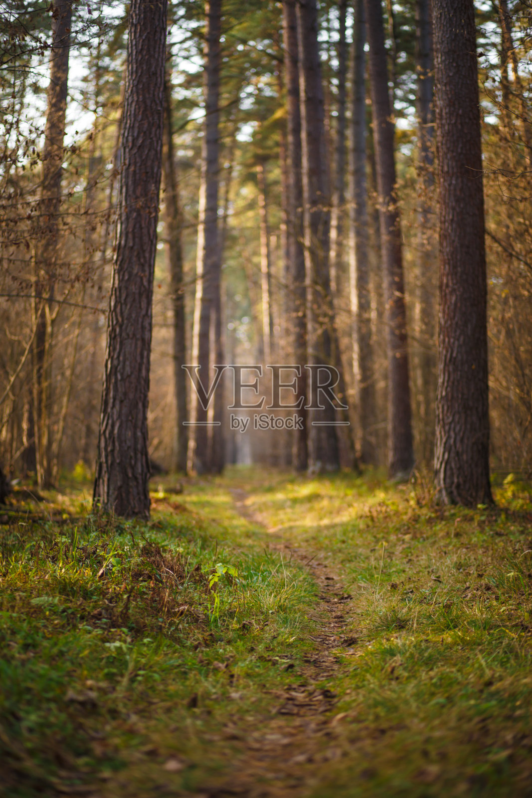茂密的松林中一条狭窄的小路。照片摄影图片