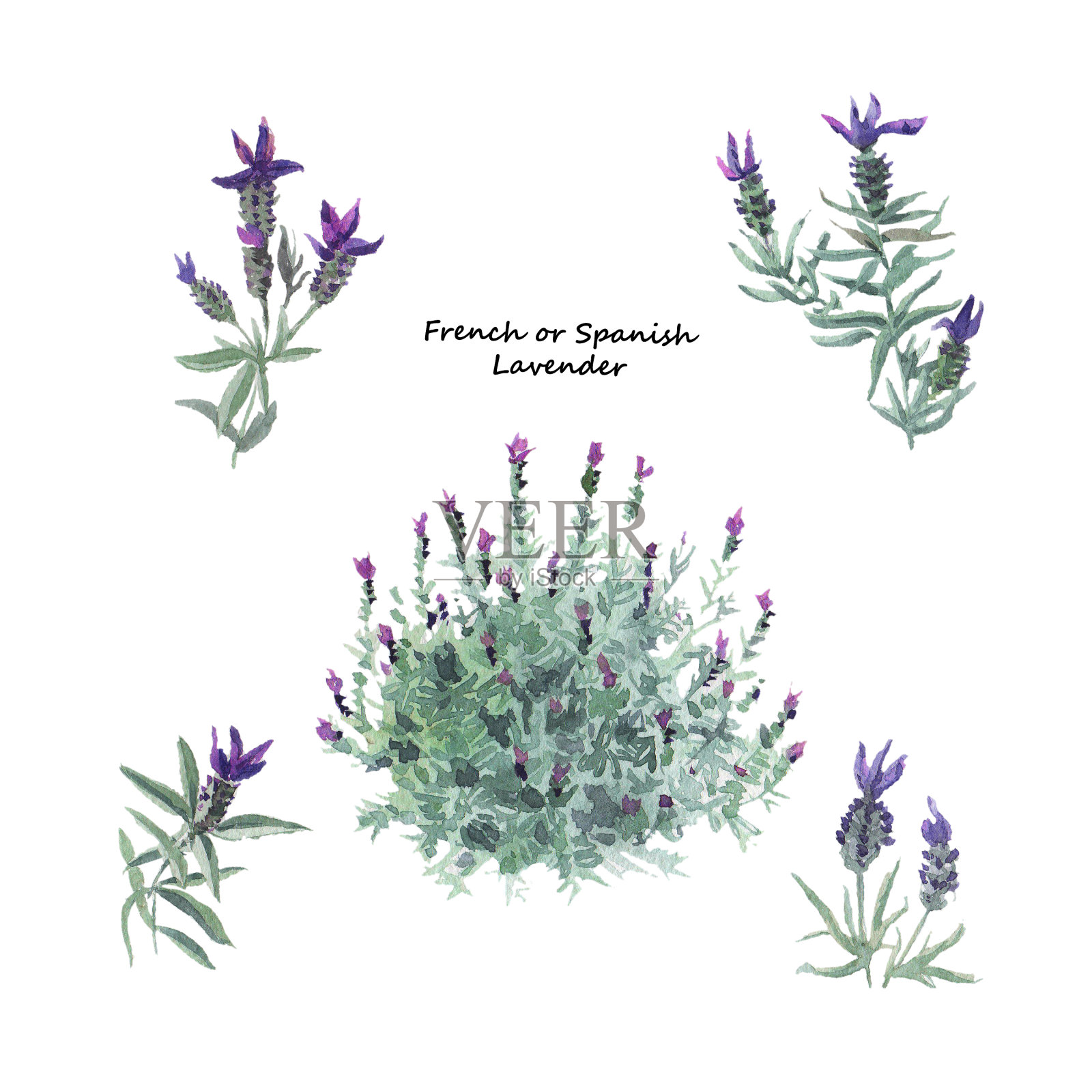 法国薰衣草属植物，有花的灌木和细枝。手绘水彩插图孤立的白色背景。插画图片素材