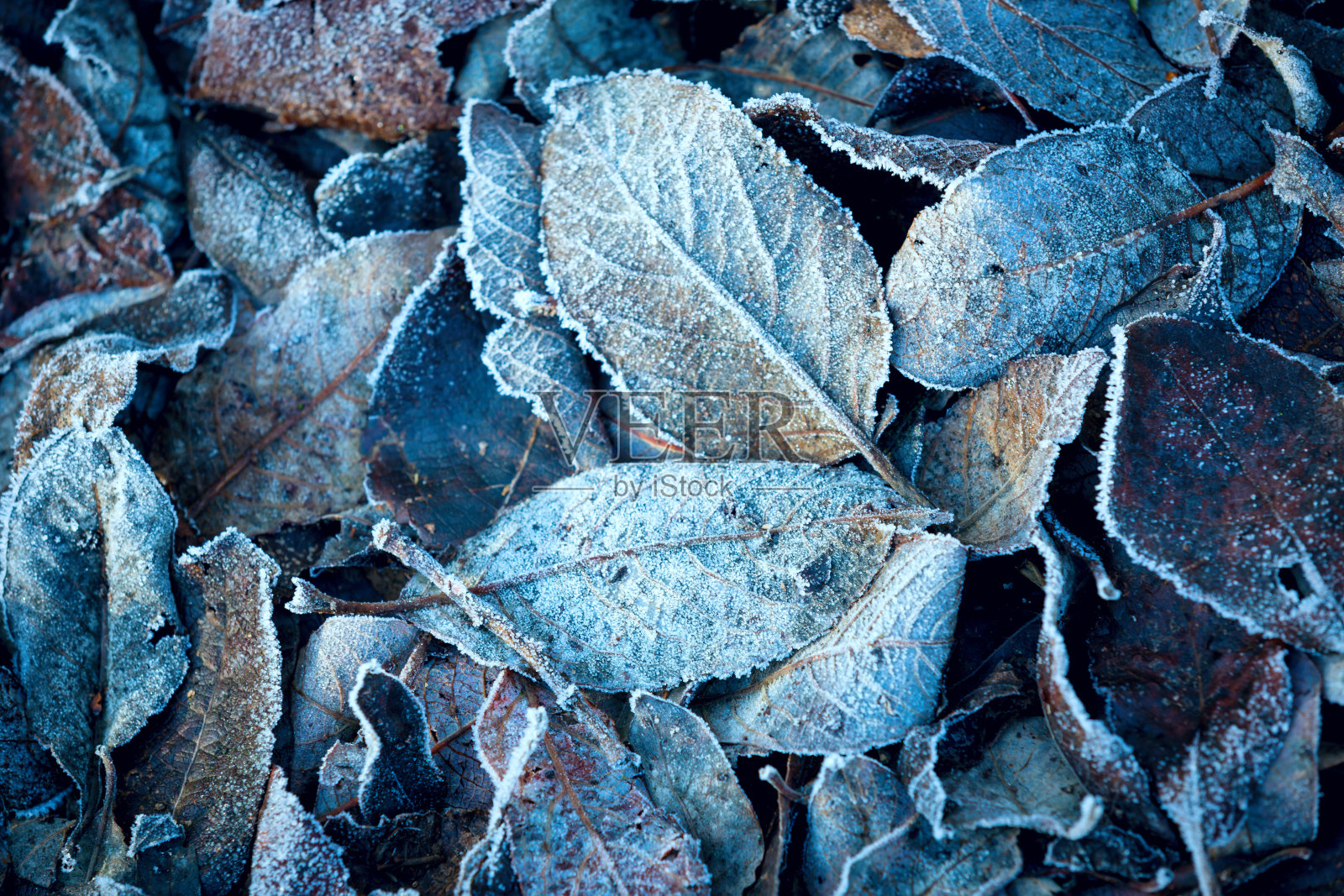 秋天的落叶在早晨白霜照片摄影图片
