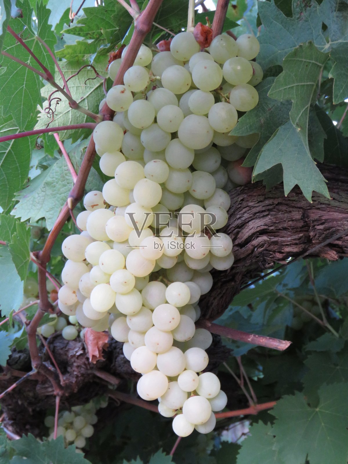 乌拉圭grapes.20照片摄影图片