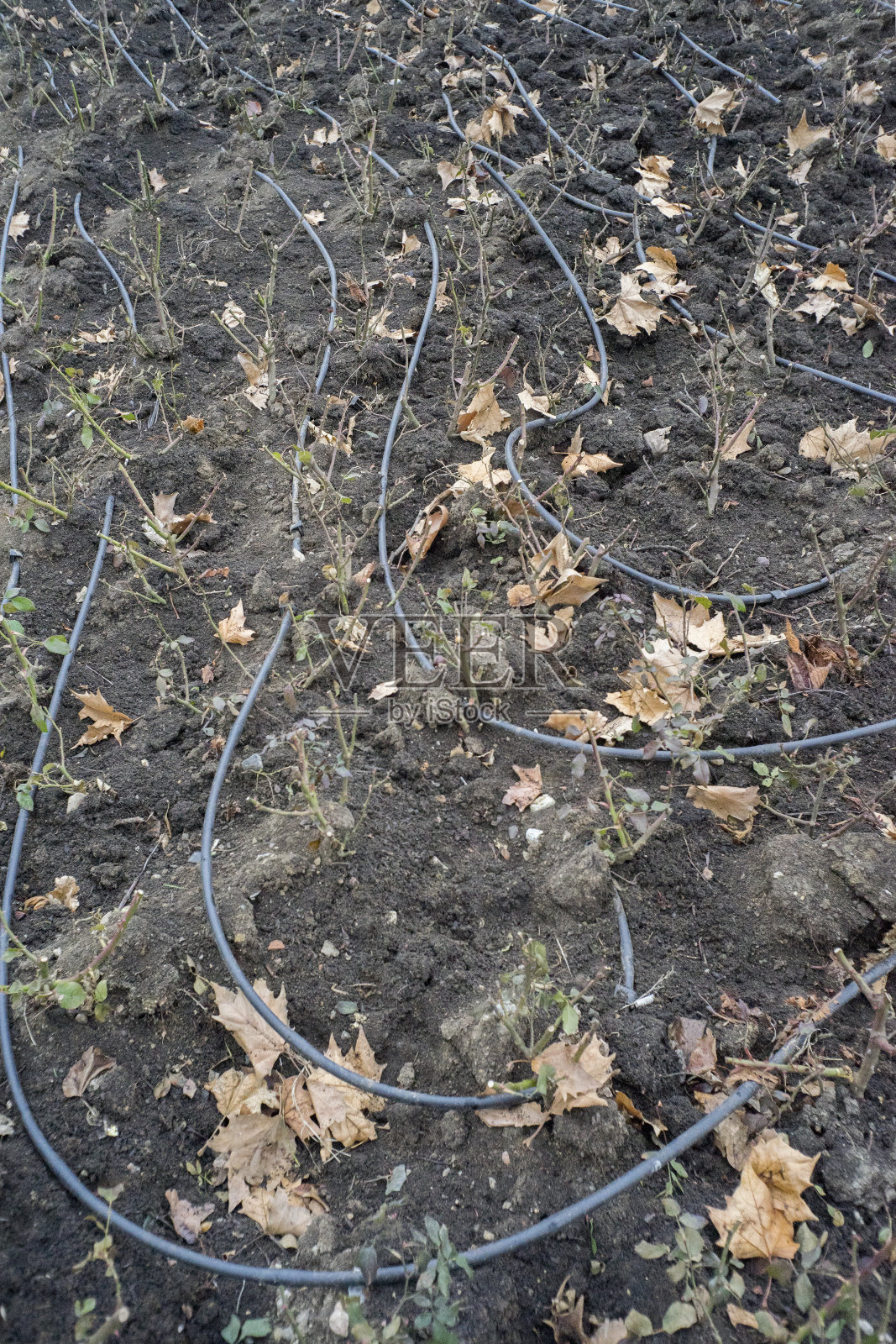 草坪灌溉，远程灌溉的管道系统照片摄影图片