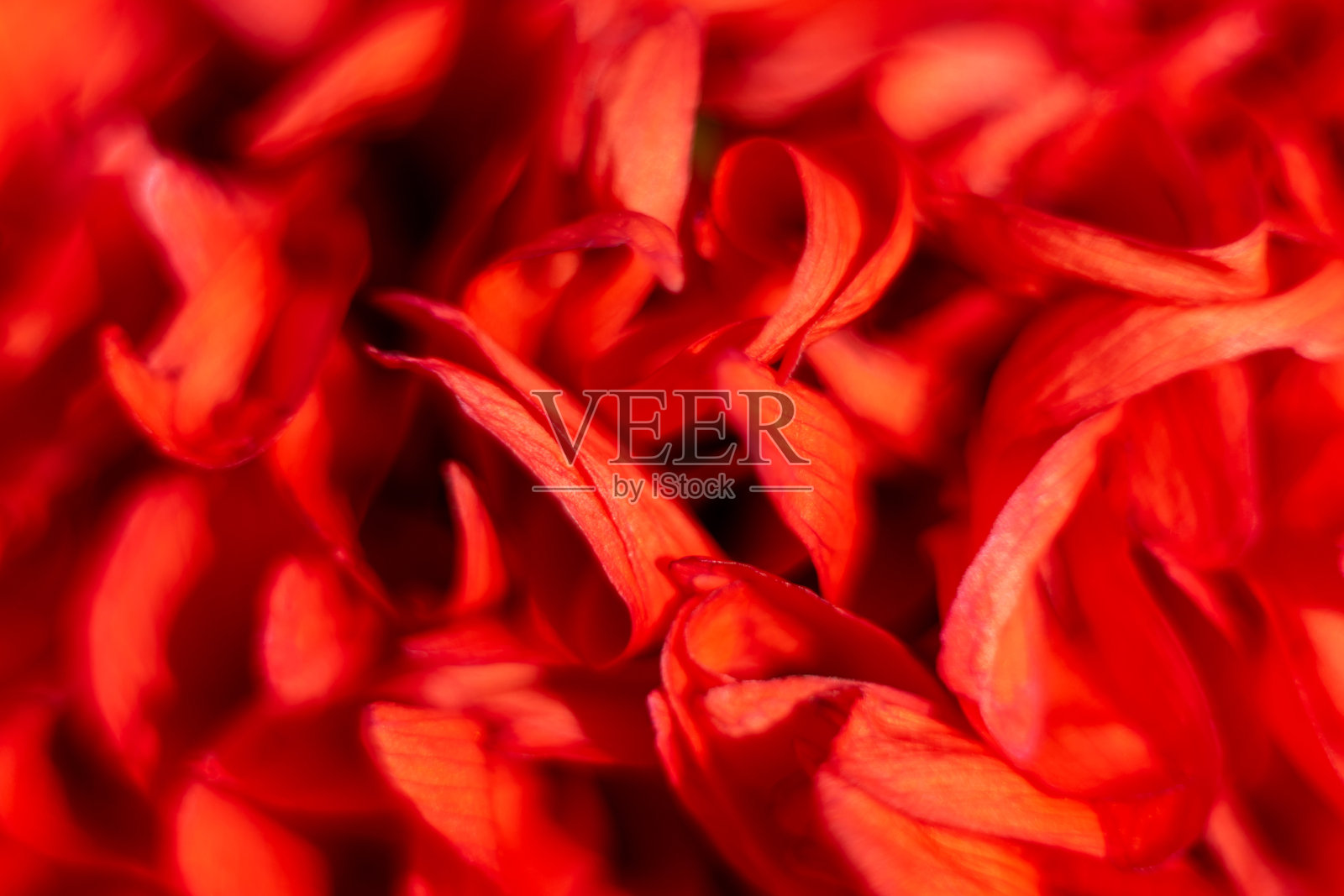 红花，微距模糊背景。照片摄影图片