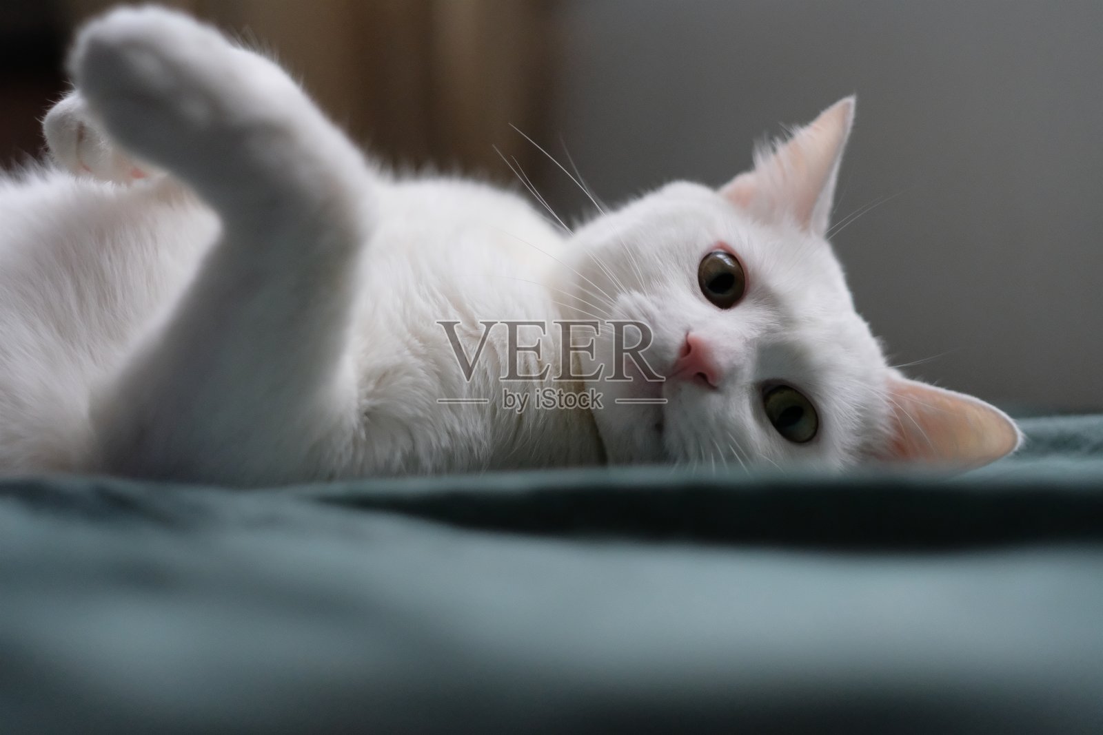 近距离观察一只纯白色的猫躺在绿色的床单上，看着相机。照片摄影图片