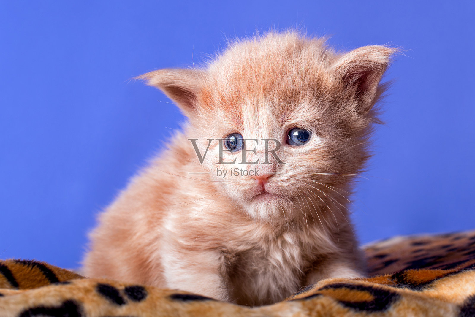 新出生的缅因猫在垫子上。照片摄影图片