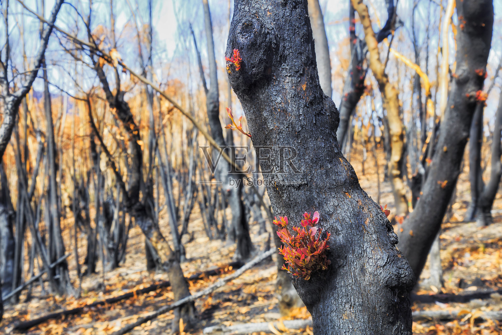 BM烧焦的树干芽照片摄影图片