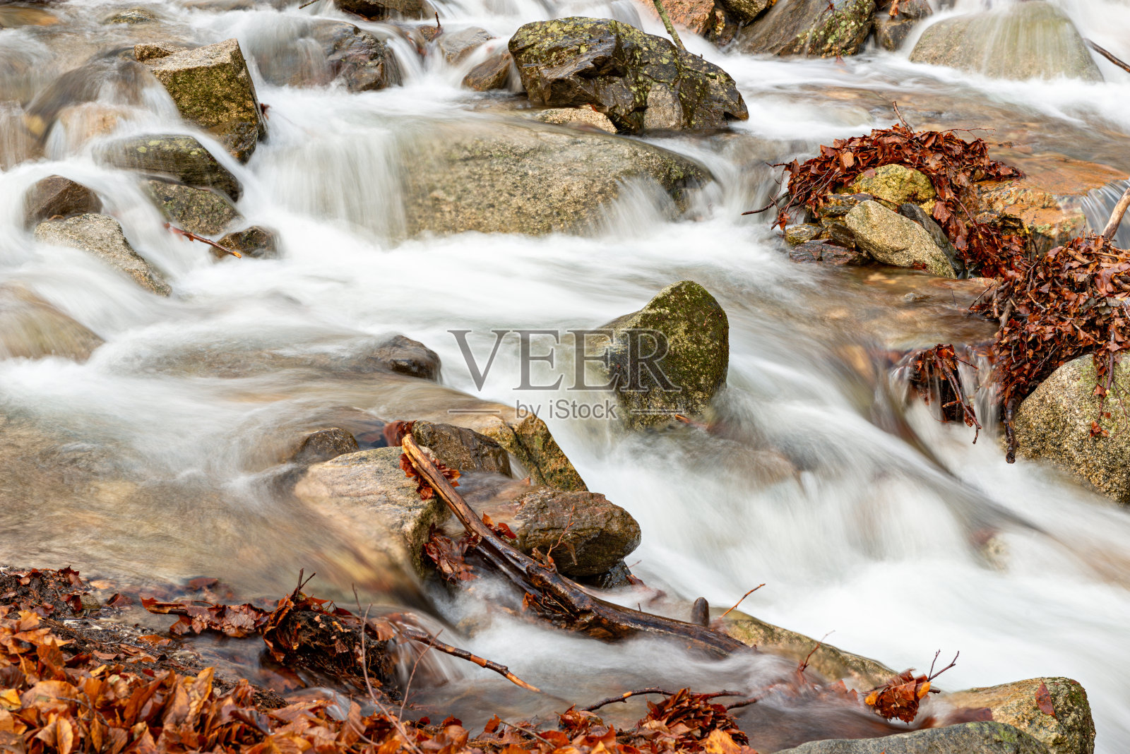 冬天山毛榉林中的一条河照片摄影图片
