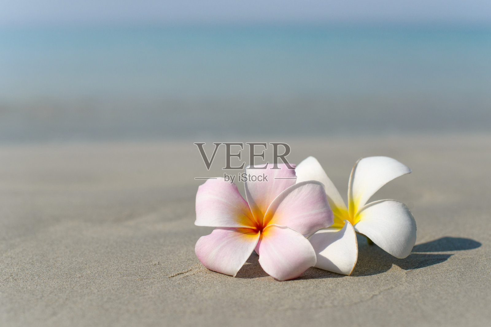 海岸边的沙滩上开着白色和粉红色的鸡蛋花。热带的观点。旅游度假的概念。免费空间。照片摄影图片