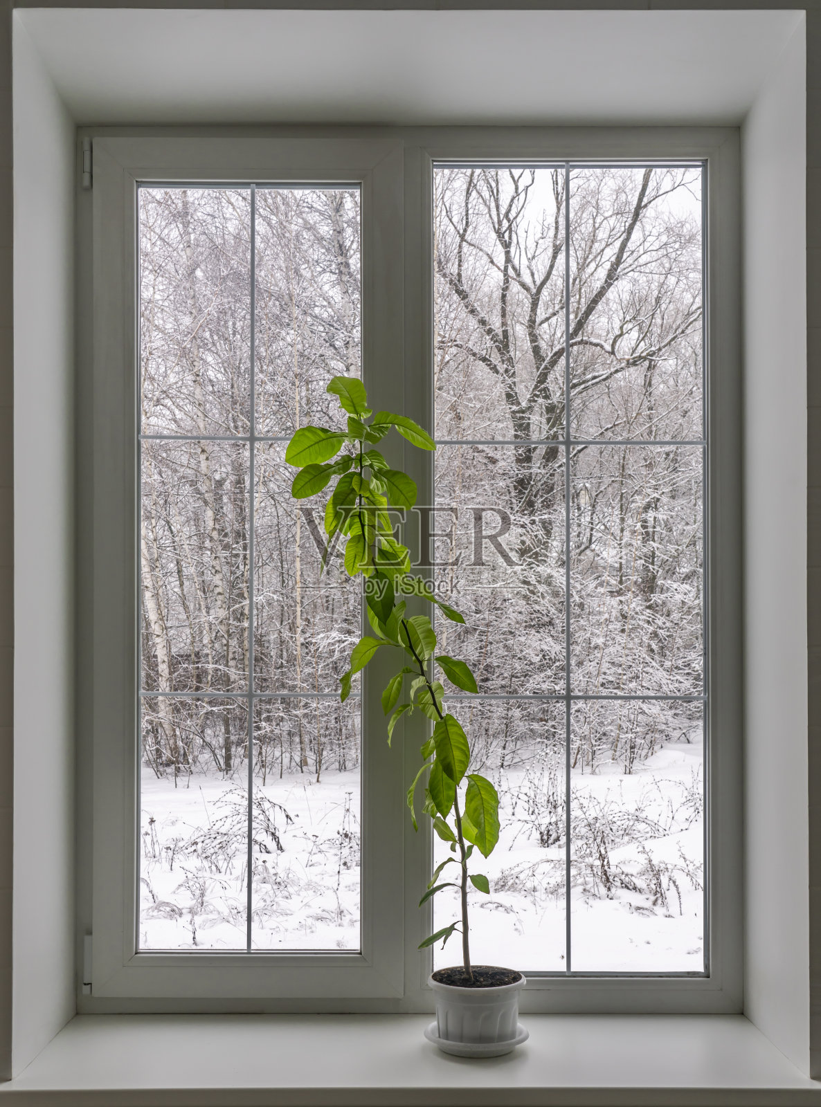 窗户上有一个花盆，上面种着一棵正在生长的柠檬树，窗外是一片覆盖着积雪的冬季森林照片摄影图片