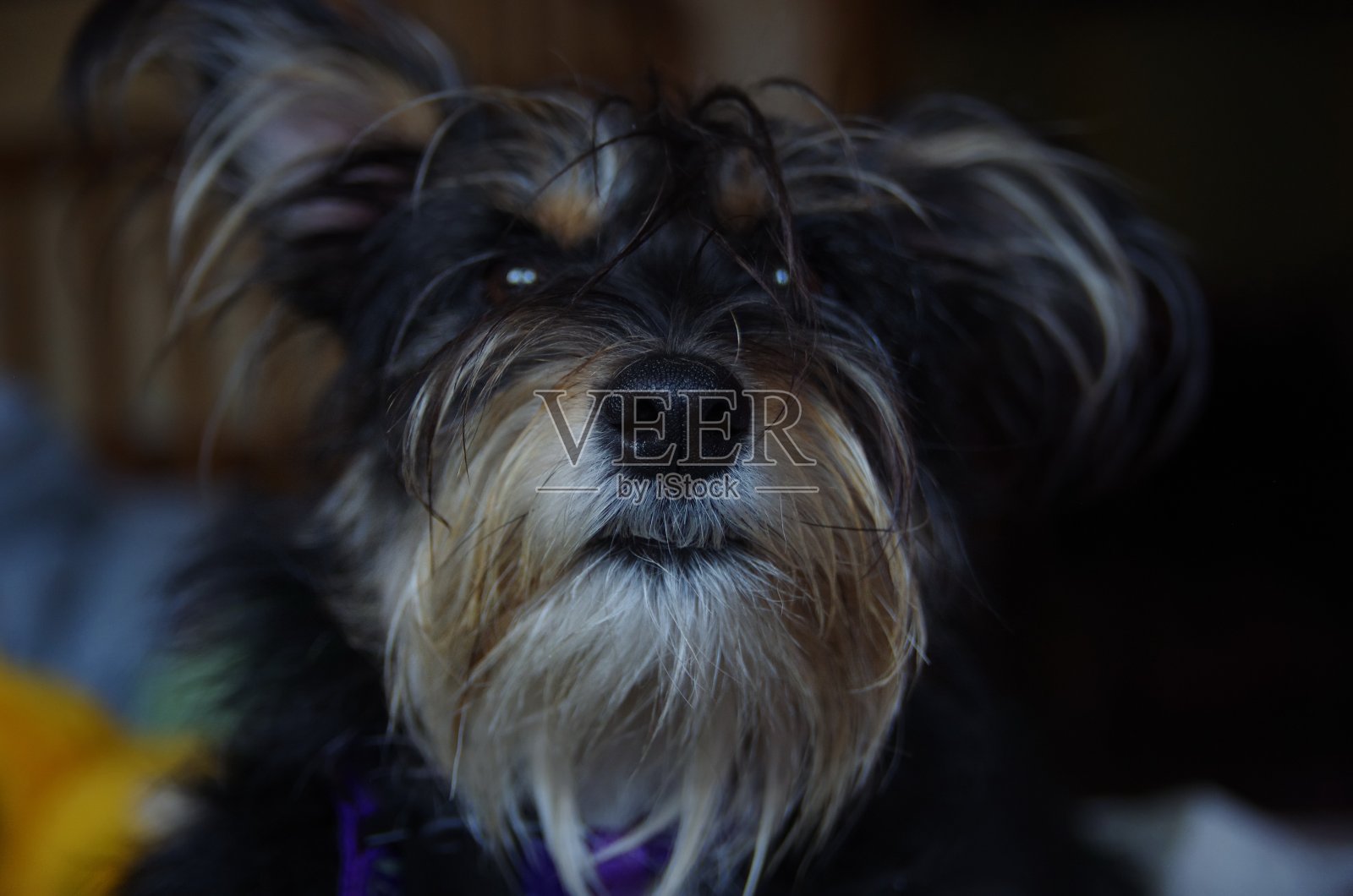 湿润的狗鼻子在多毛的口靠近照片摄影图片