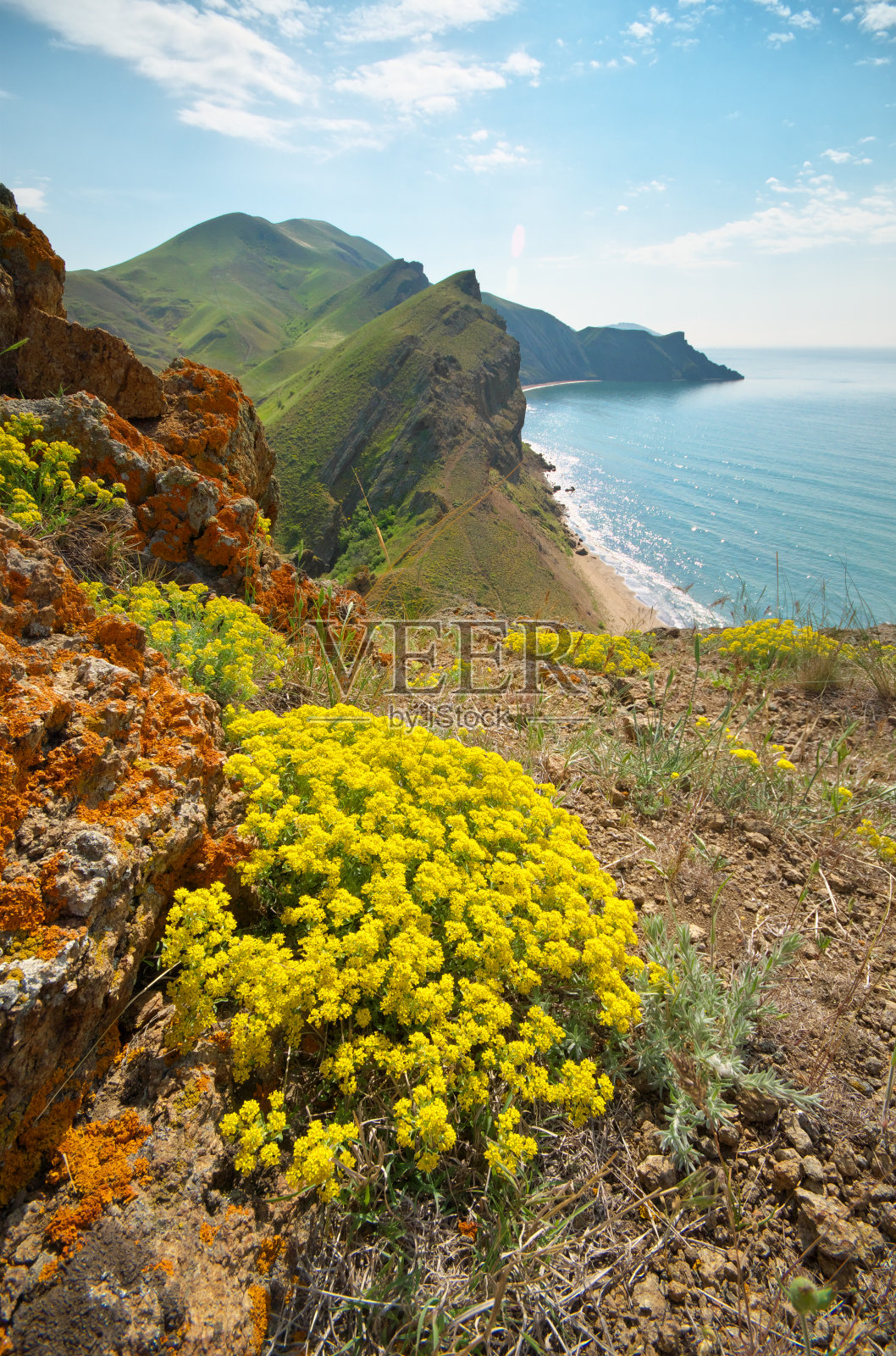 海与山春湾。黄色的花在斜坡上。照片摄影图片