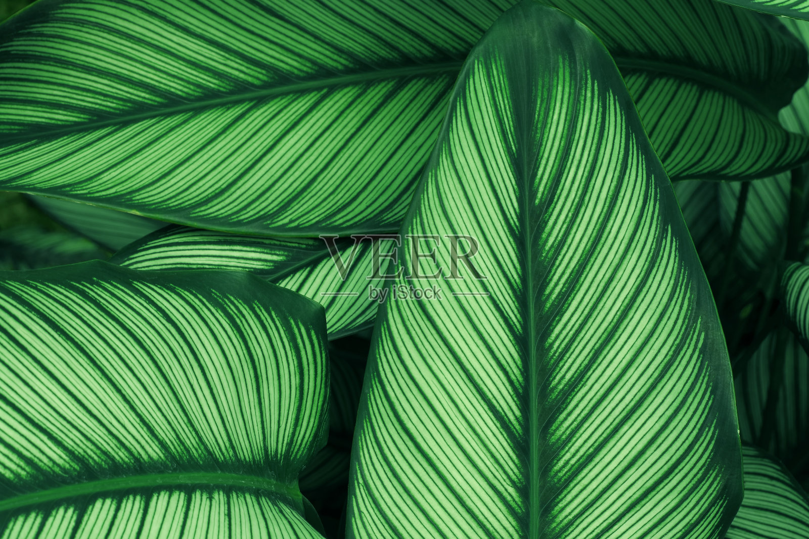 以热带森林中的绿叶纹理为背景，设计生态自然概念风格的艺术作品。照片摄影图片