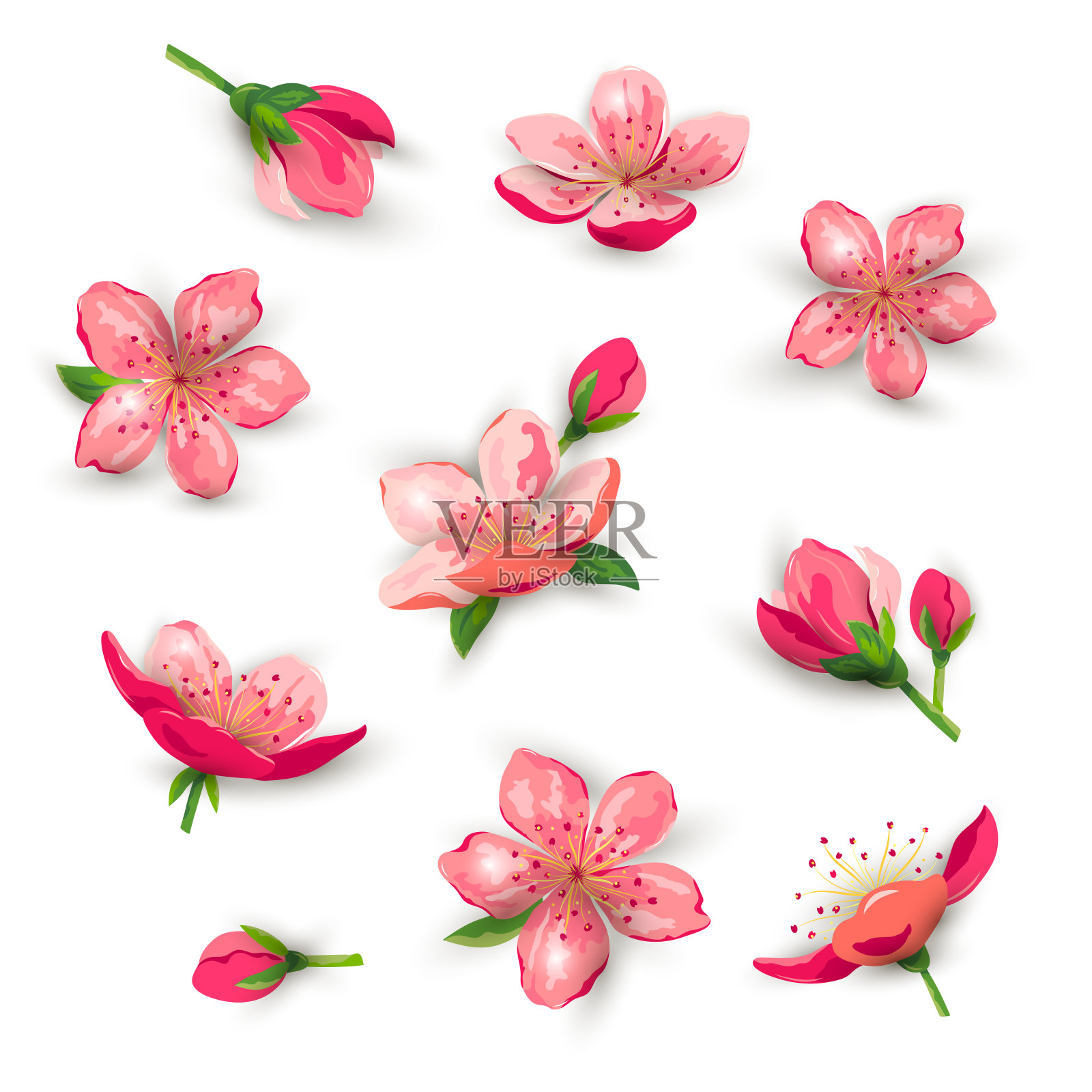 樱花，樱花矢量插图集。设计元素图片