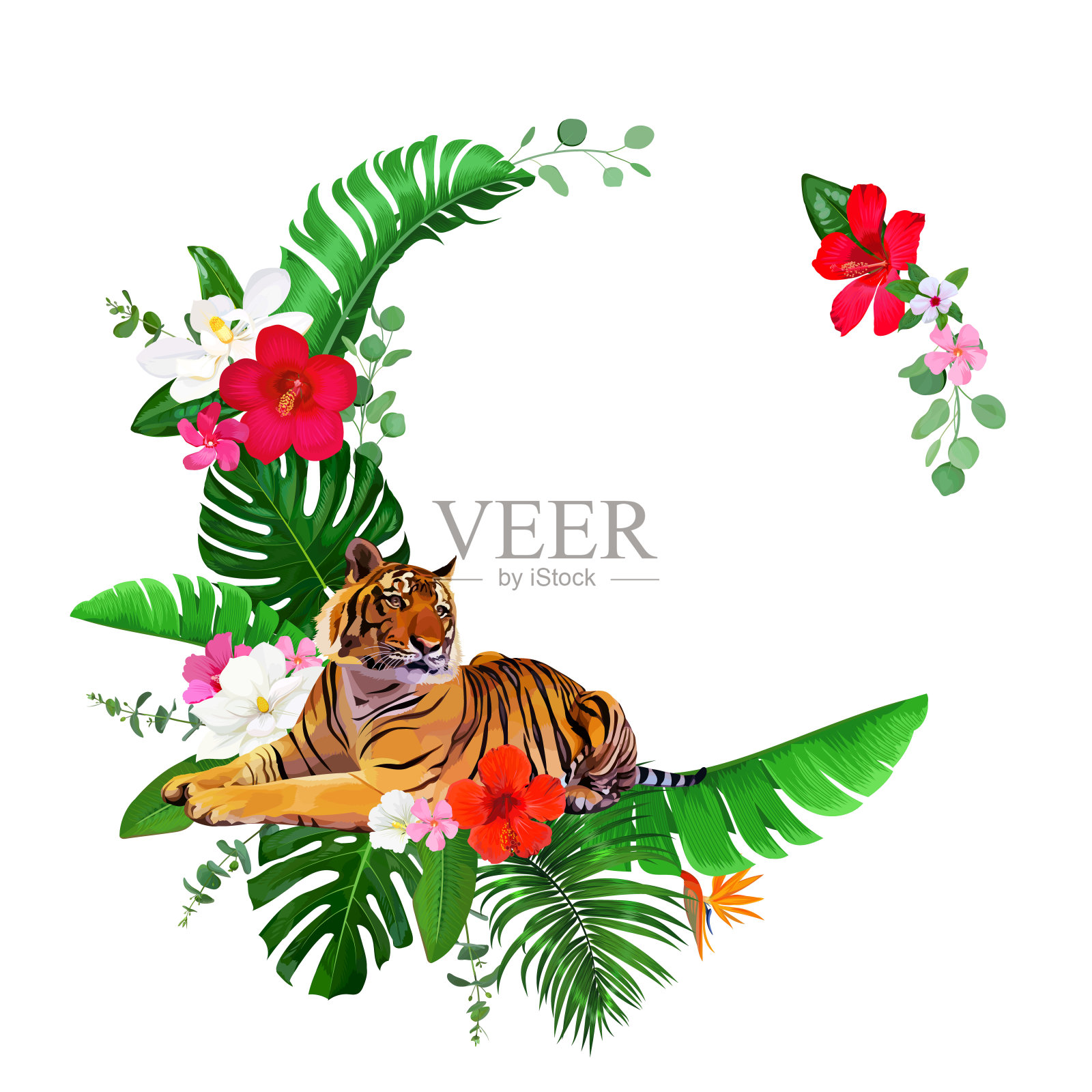 孟加拉虎和木槿花组成的热带花环插画图片素材