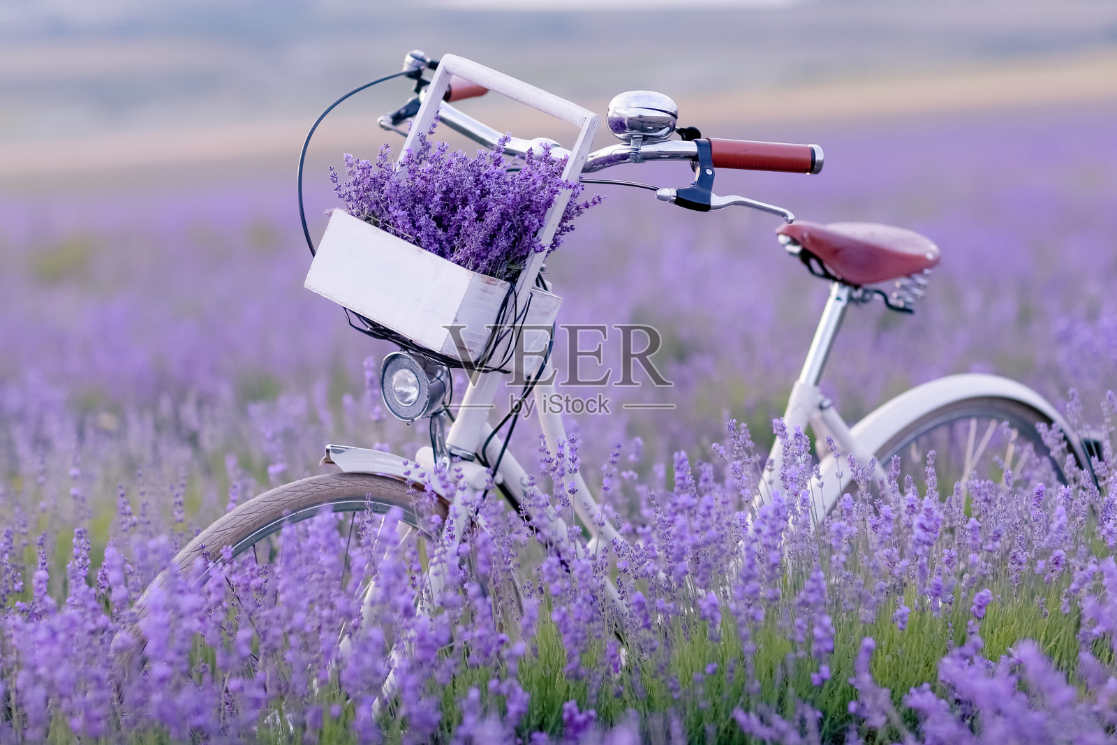 一片薰衣草的田野，一个没有人的田野上有一辆老式自行车的乡村景色照片摄影图片