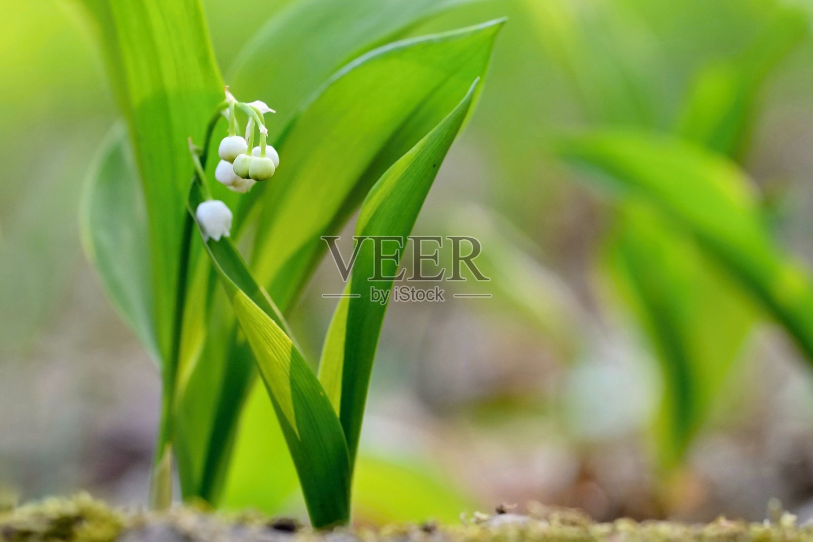 春天的花。绿色的自然背景。草地和阳光。(铃兰属马贾利)照片摄影图片