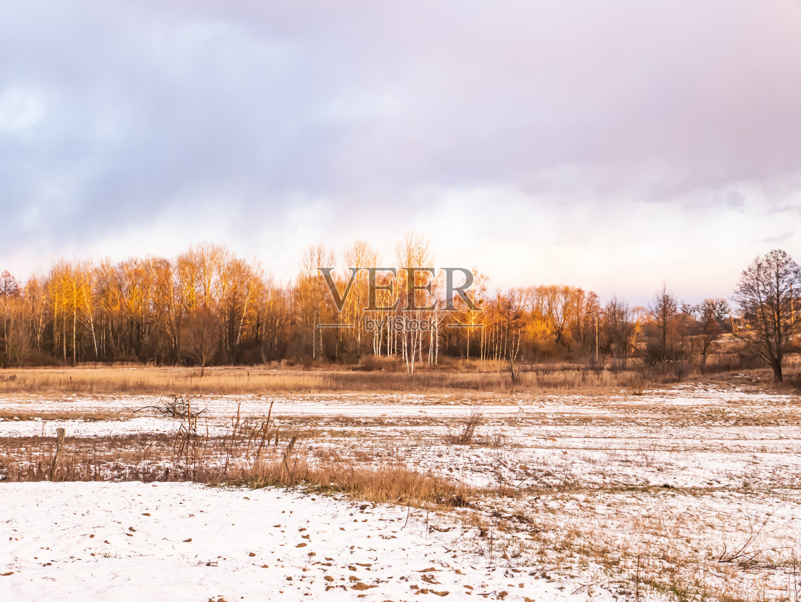 冬天，白雪覆盖的草地和地平线上的森林。照片摄影图片