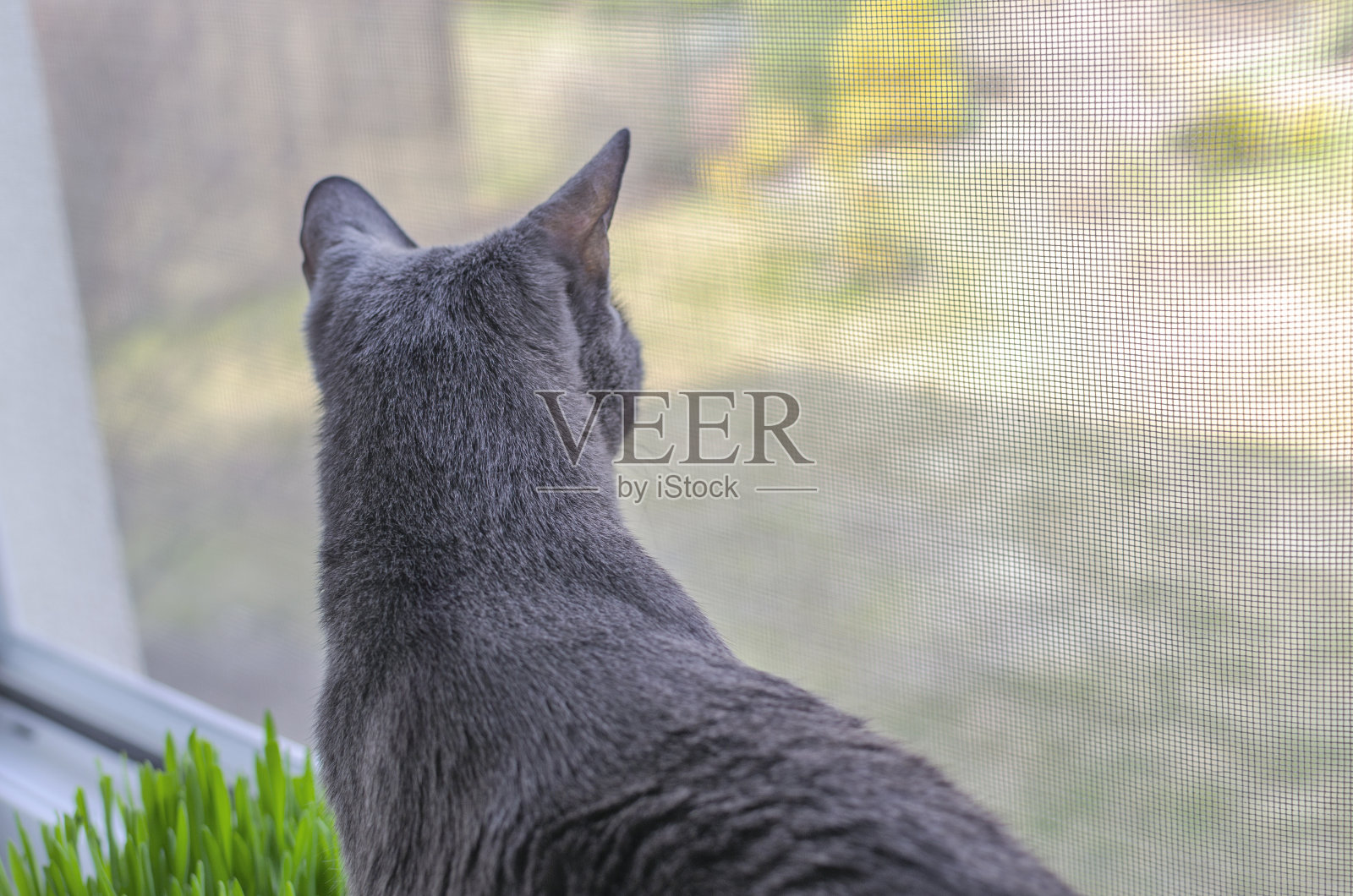 俄罗斯蓝猫正坐在蚊帐后面的窗台上。宠物安全概念。照片摄影图片