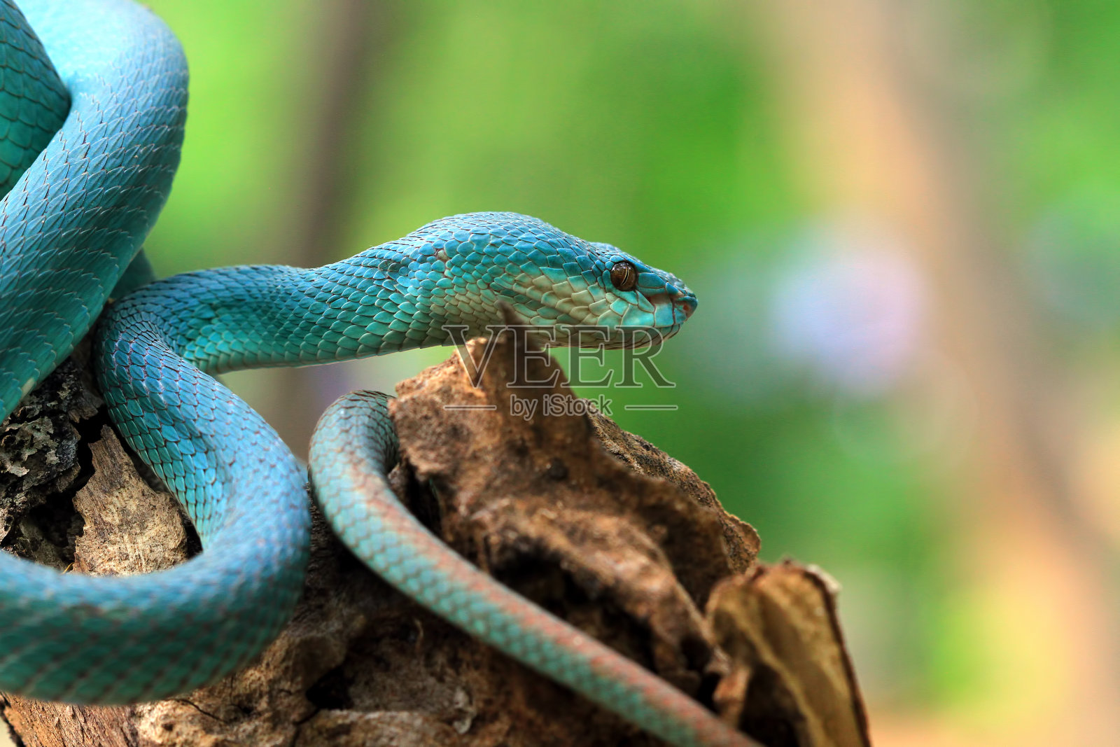蓝色蝰蛇特写，印度尼西亚蛇照片摄影图片