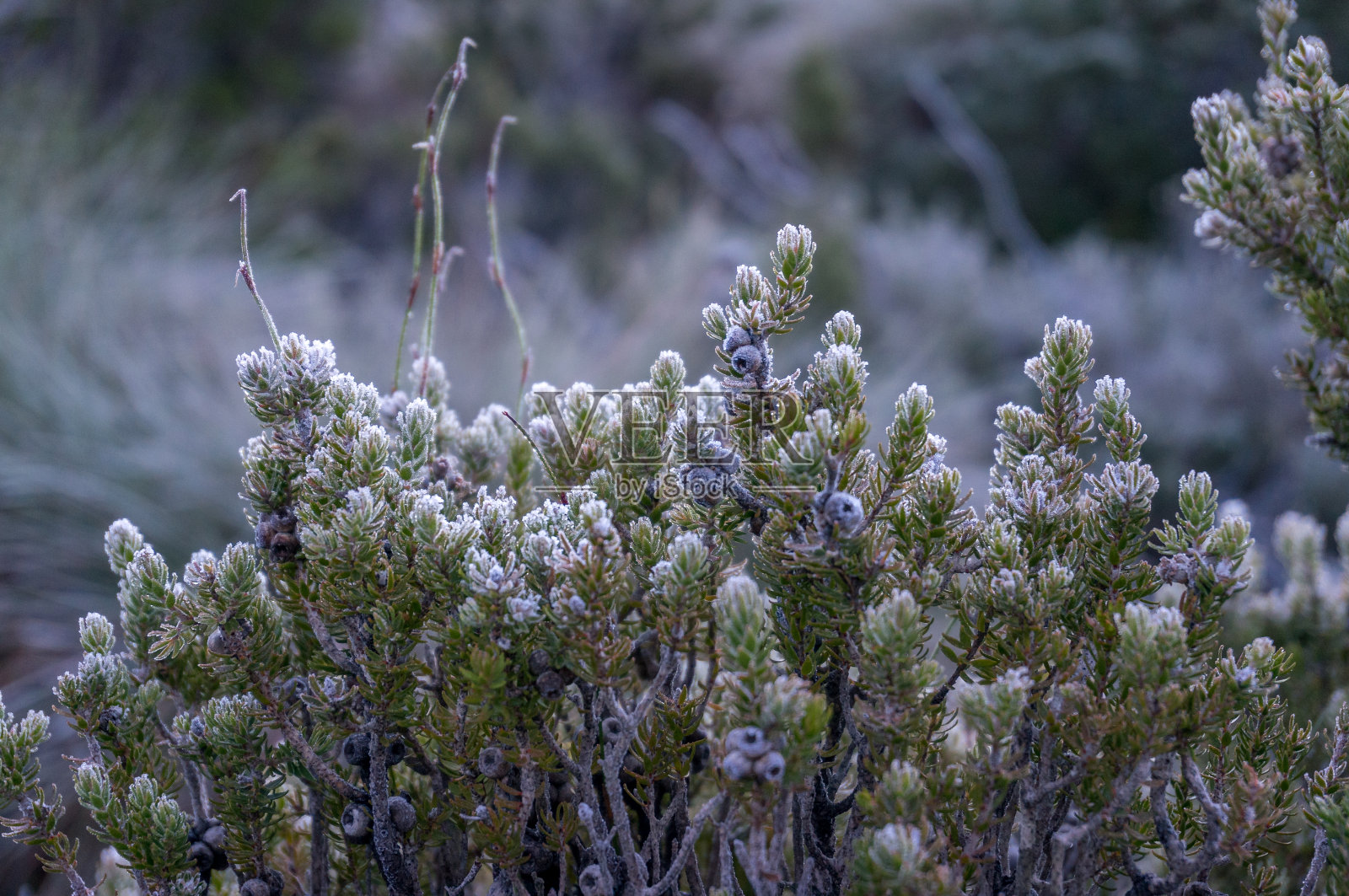 近距离观察被霜覆盖的绿色植物照片摄影图片