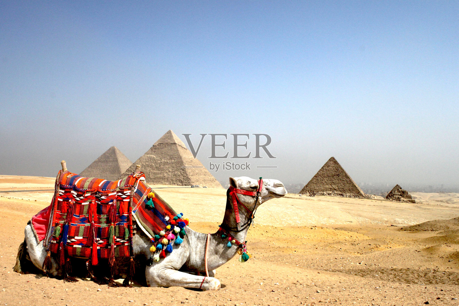 埃及吉萨金字塔后甜点中的骆驼照片摄影图片