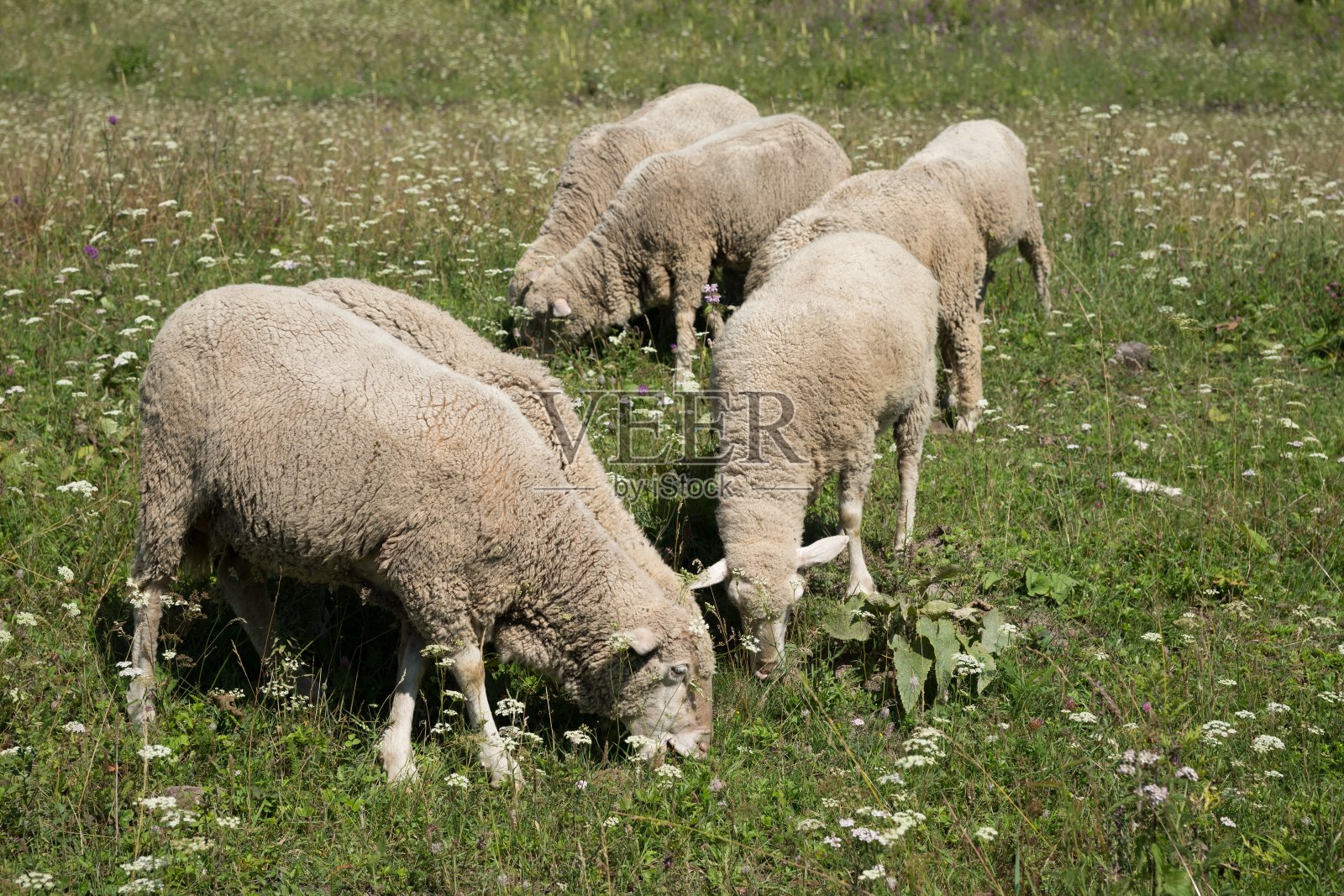 夏天，卷曲的小羊羔在绿色的草地上吃草。照片摄影图片
