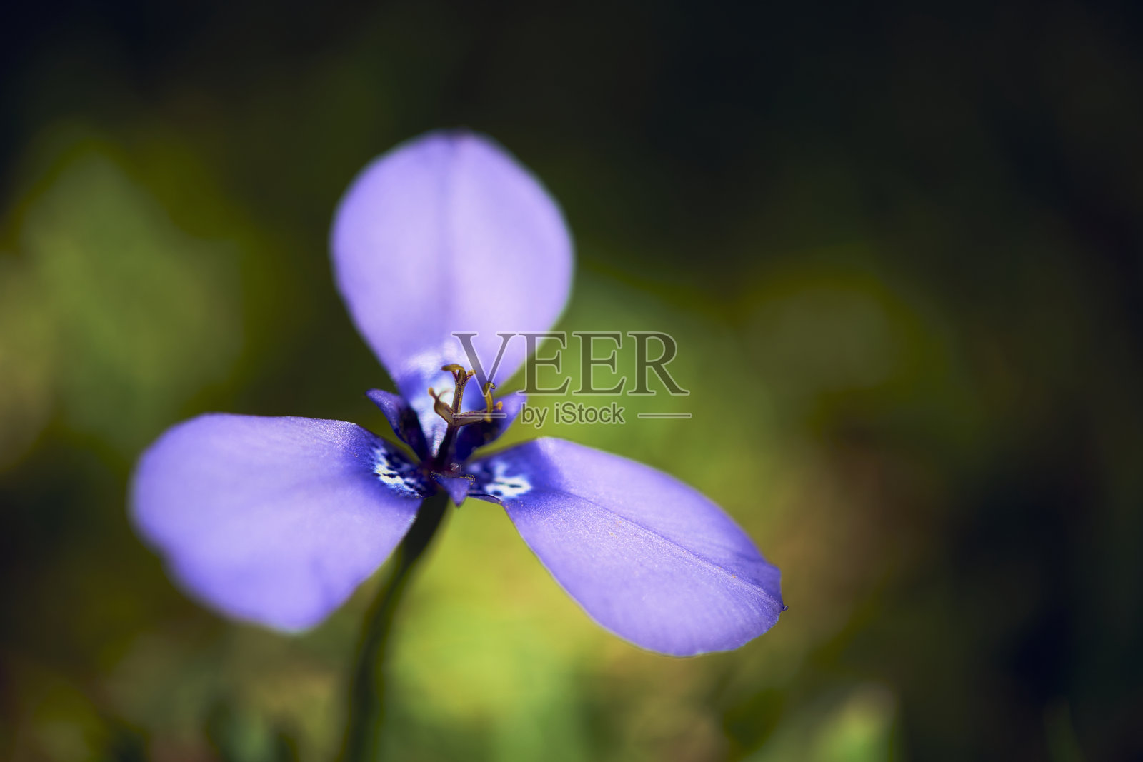 一个美丽的草原仙女(Herbetia lahue)在蓝色和薰衣草与白色斑点的特写。照片摄影图片
