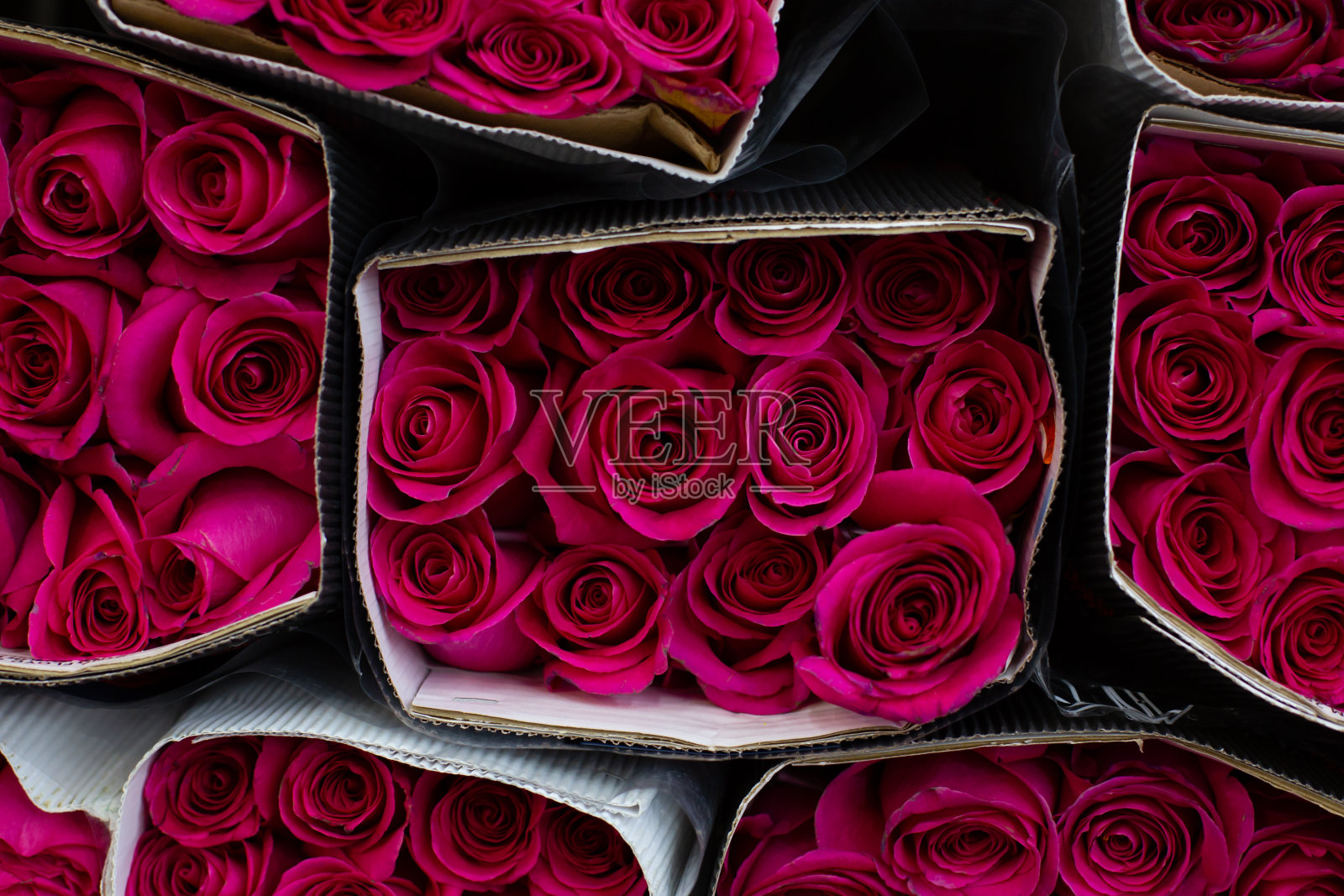 玫瑰粉色,红色。批发花卉基地，在2月14日情人节或3月8日国际妇女节购买鲜花。照片摄影图片