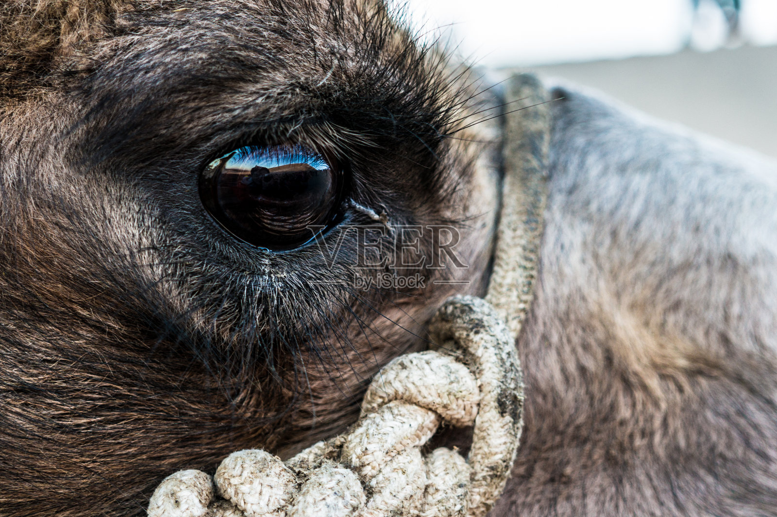这是一只骆驼眼睛的特写，它反映了沙漠和蓝天照片摄影图片