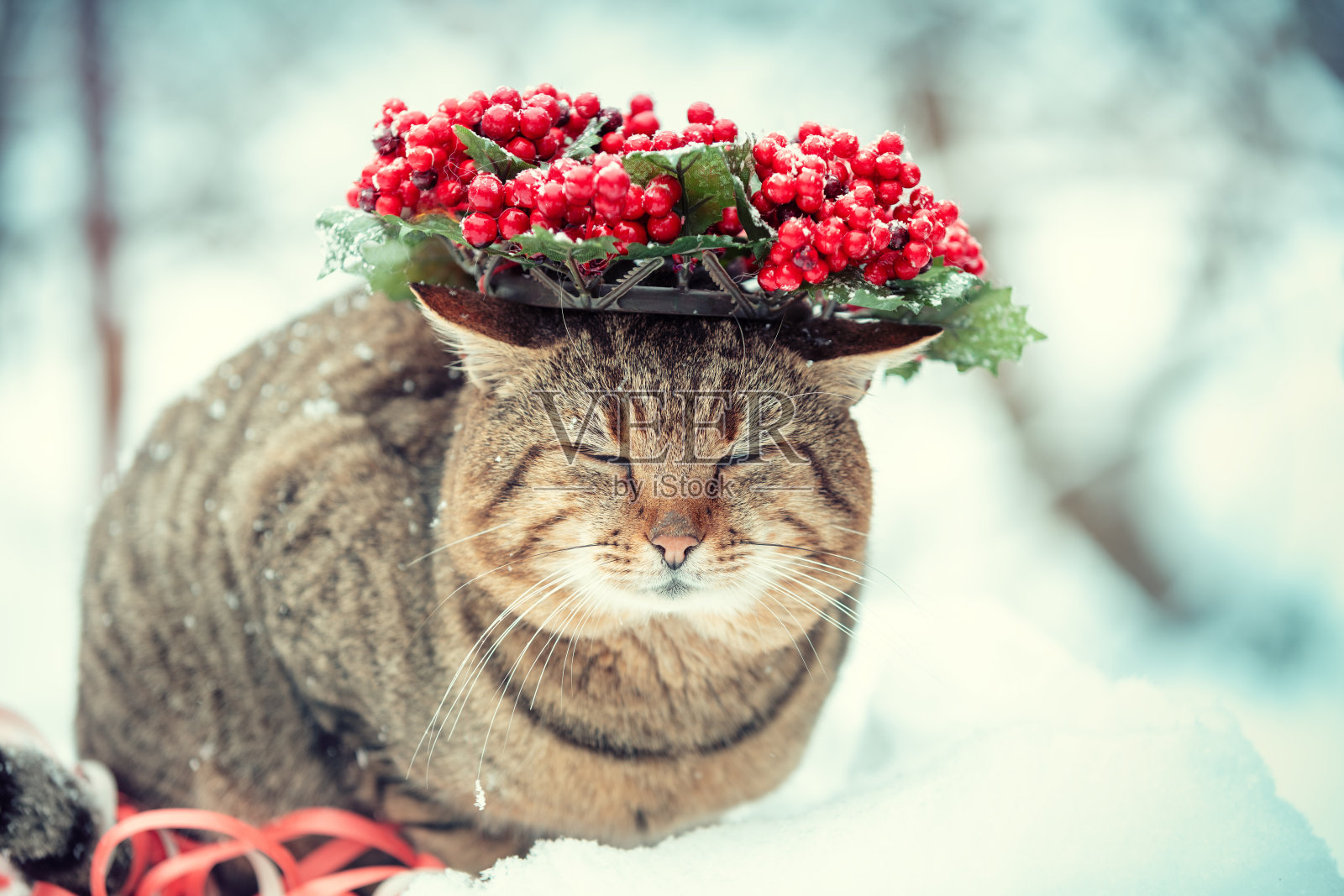 戴着圣诞花环的搞笑猫的时尚肖像。冬天的猫坐在雪地上照片摄影图片