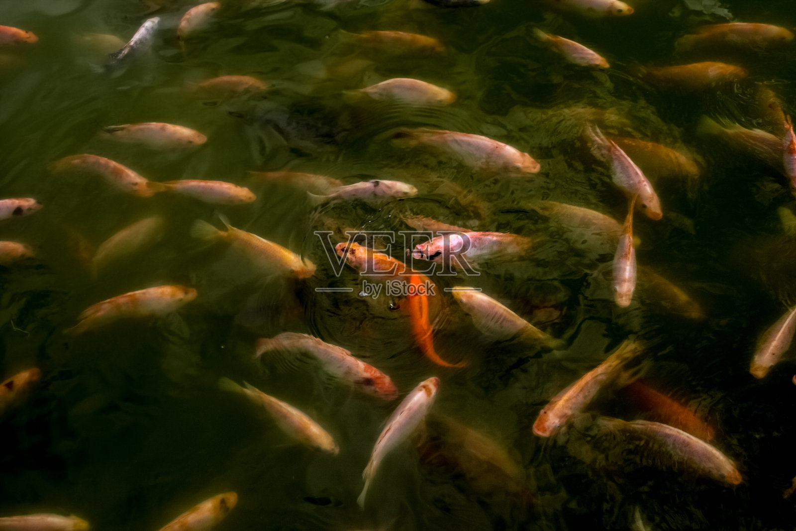 一群在池塘等待食物的鲤鱼照片摄影图片