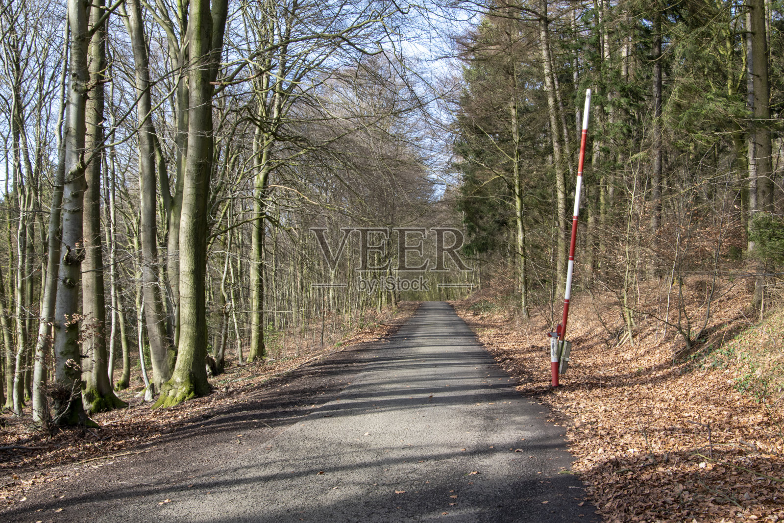 2月在Rödinghausen附近的Wiehengebirge徒步旅行。一条铺好的小路穿过森林，可以被红白屏障阻挡。照片摄影图片