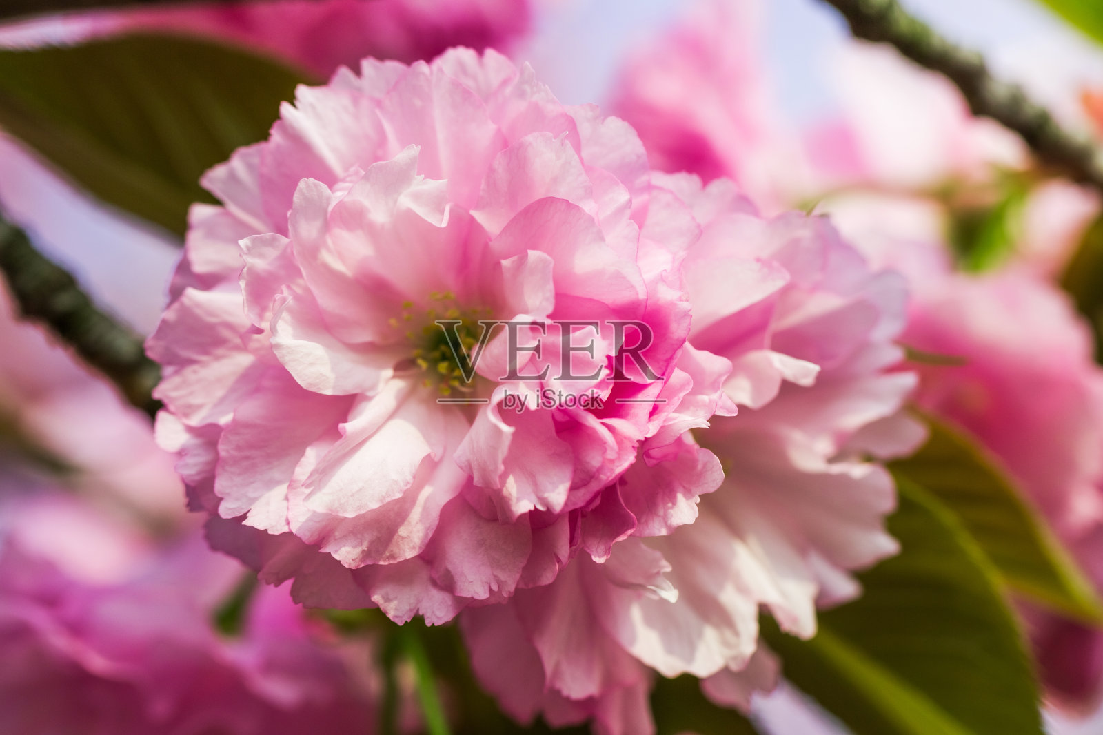 精致的粉红色樱花特写照片摄影图片