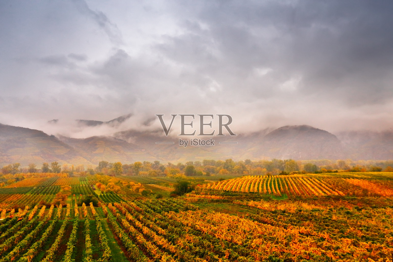 瓦肖山谷的全景。五彩缤纷的秋天在葡萄园，奥地利照片摄影图片
