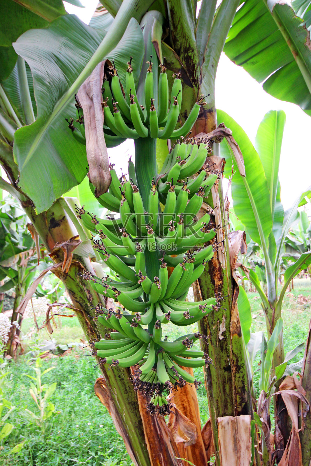 香蕉树。照片摄影图片