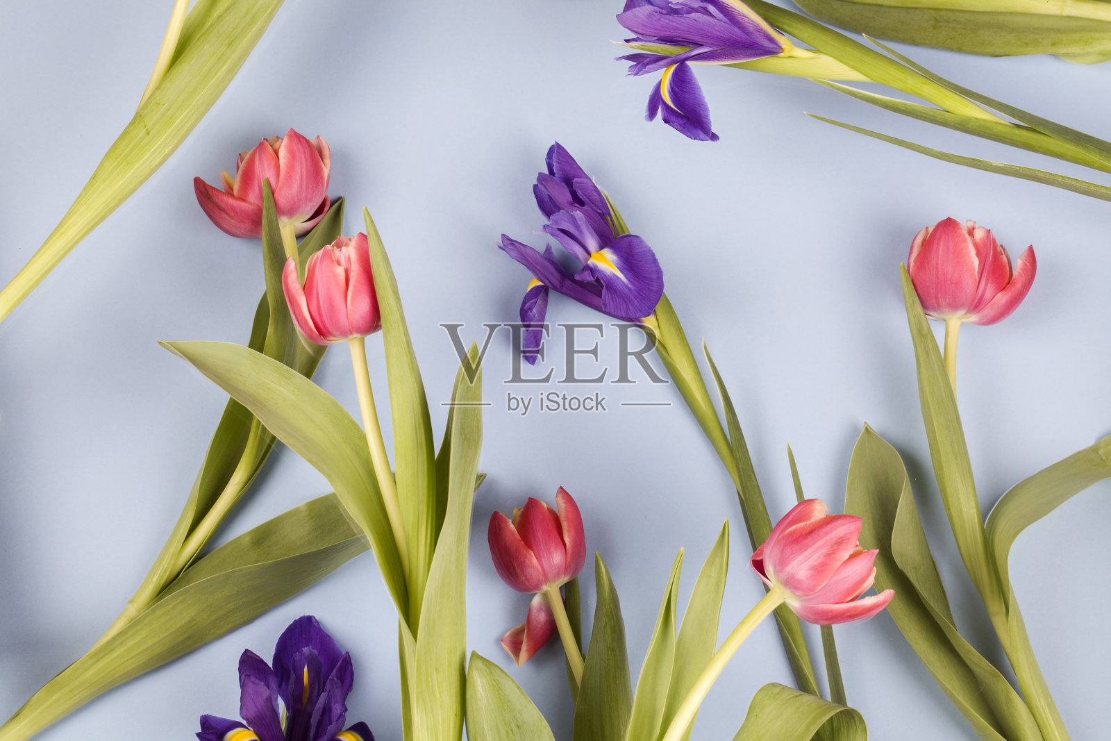 美丽的春天的花朵。蓝色背景上的红色郁金香和紫色鸢尾花，风格混乱照片摄影图片