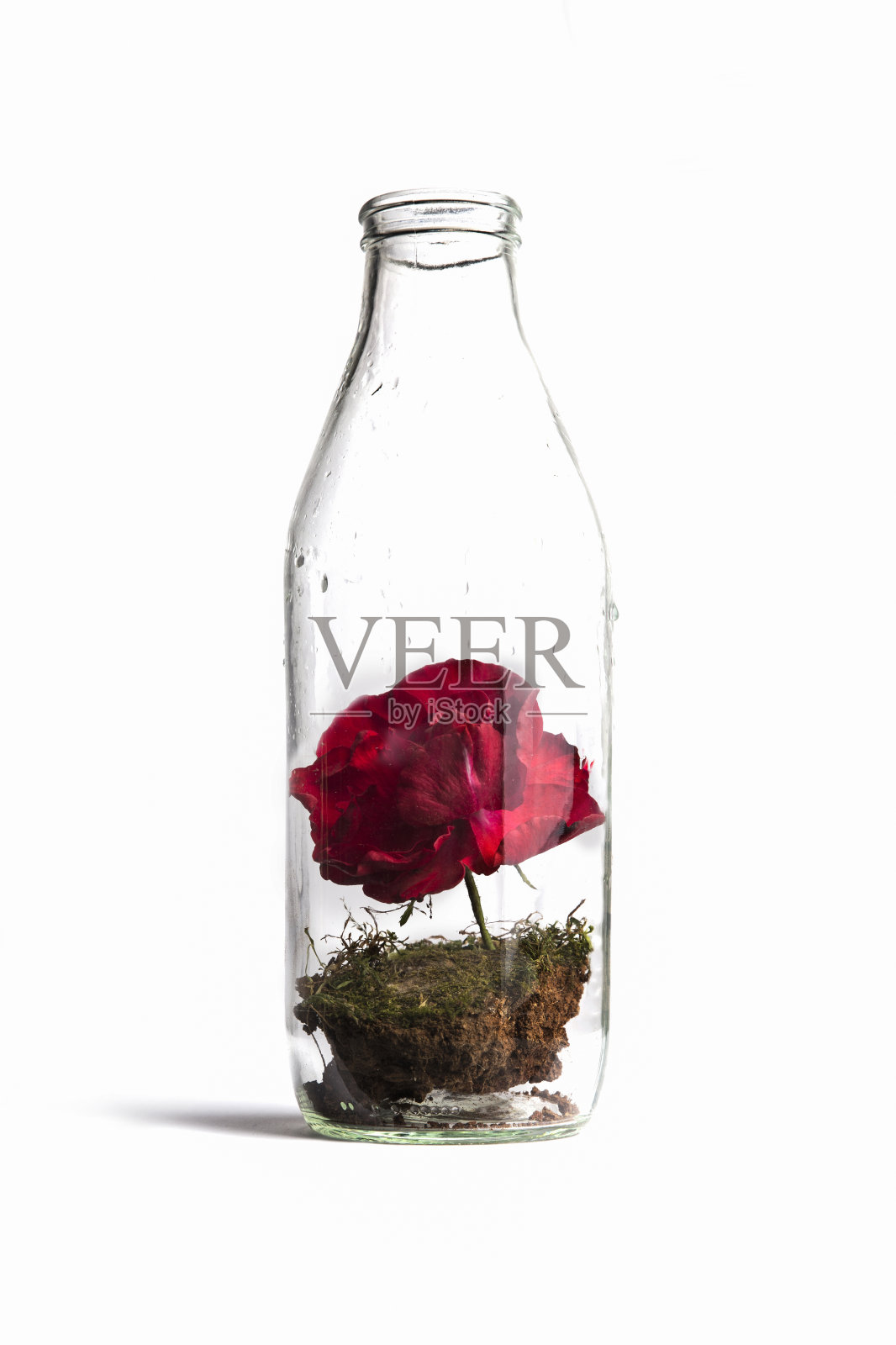 白色背景的玻璃瓶里的地球、自然和玫瑰，艺术海报照片照片摄影图片