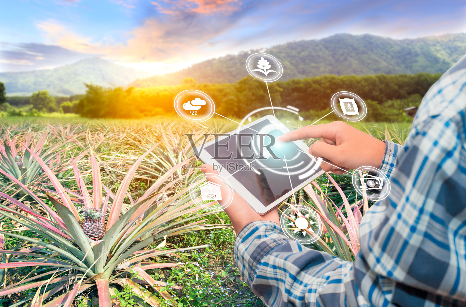 创新技术为智能农场系统，农业管理，手持智能手机与智能技术理念。照片摄影图片