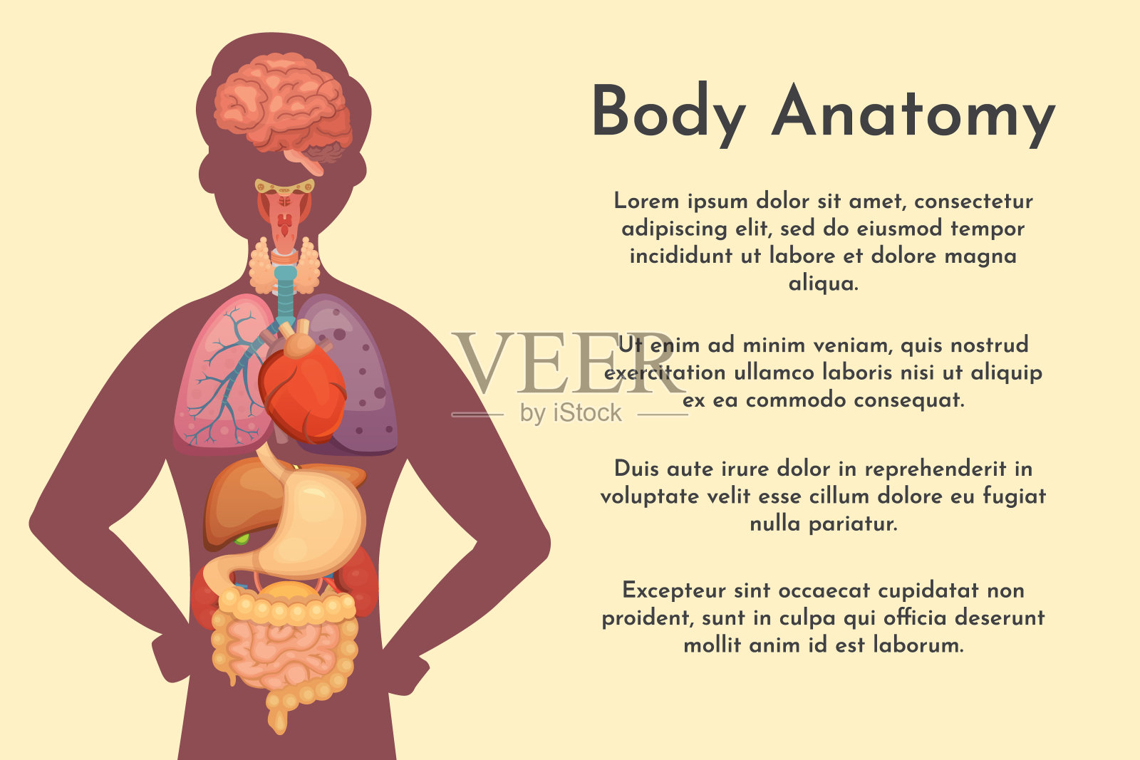 向量内部器官收集在卡通风格。人体解剖学人体解剖学人体生物器官:心、脑、肺、肝、胃、肾及其他器官。插画图片素材