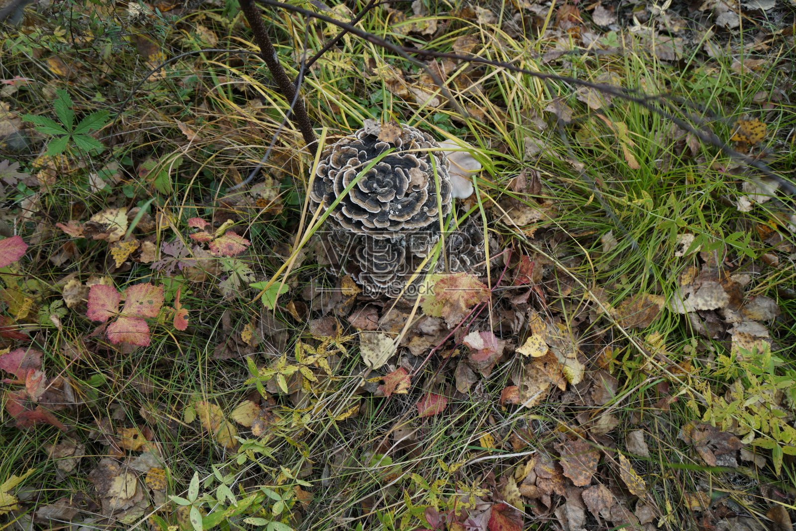 蘑菇寄生虫的火绒真菌(Trametes versicolor)生长在一个桦树桩在秋天的森林。照片摄影图片