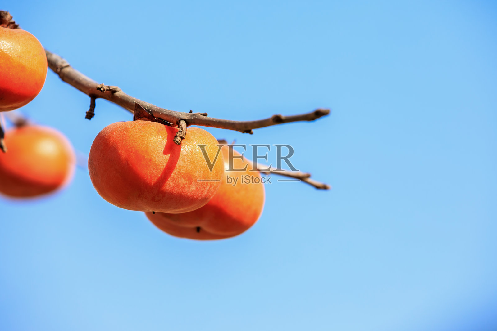 果园里美味的熟柿子照片摄影图片
